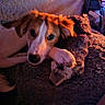 dog, toy, blanket, snuggling, cozy, indoor, pet, fur, paw, sleepy, closeup, mammal, cute, comfort, relaxing, bed, animal, warm_lighting, texture, resting