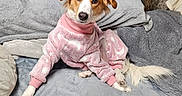Kylee is registered to the contest to win money with this photo: dog, pink_pajamas, cozy, blanket, bed, indoor, pet, fur, cute, relaxed, brown_and_white, tail, ears, comfort, home, sleepwear, pajamas, animal, resting, looking