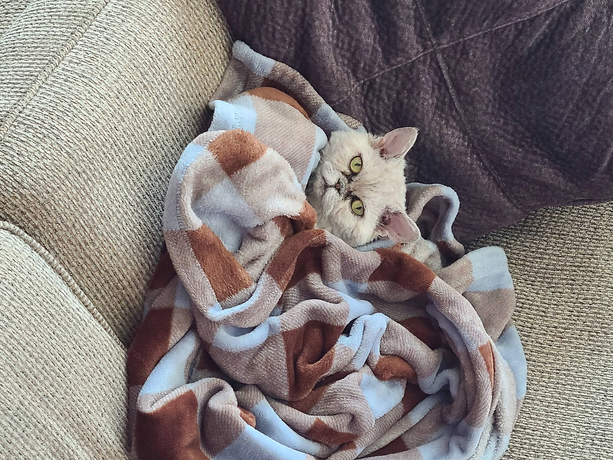 Lumi joined the competition — help win amazing prizes! asian, baby, blanket, burmilla, carnivore, cat, comfort, devon_rex, felidae, kitten, linens, nap, singapura, small_to_medium_sized_cats, sphynx