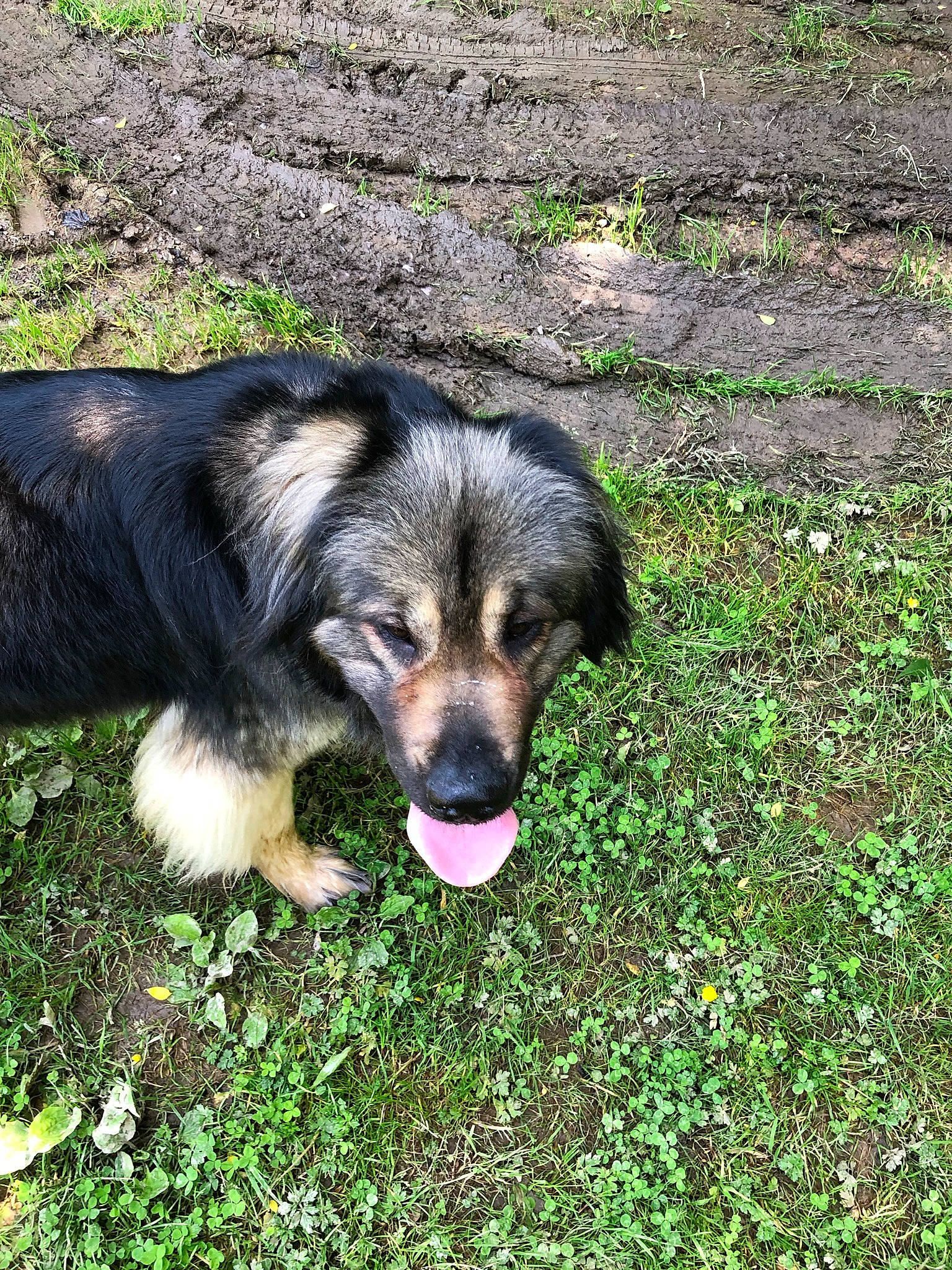 Manny a rejoint le concours — aidez-le/la à gagner de superbes lots ! canidae, carnivore, companion_dog, dog, dog_breed, grass, groundcover, herding_dog, plant, puppy, snout, sporting_group, terrestrial_animal, working_dog