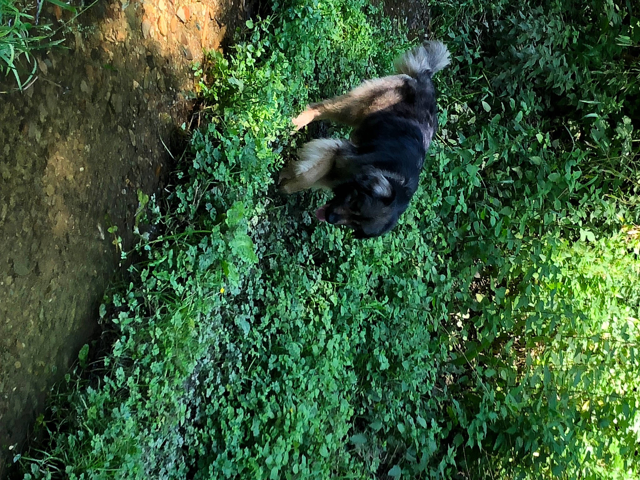 Manny a rejoint le concours — aidez-le/la à gagner de superbes lots ! canidae, carnivore, companion_dog, dog, dog_breed, fawn, forest, grass, green, groundcover, jungle, plant, plant_community, shrub, soil, sporting_group, tail, terrestrial_animal, wildlife, working_animal