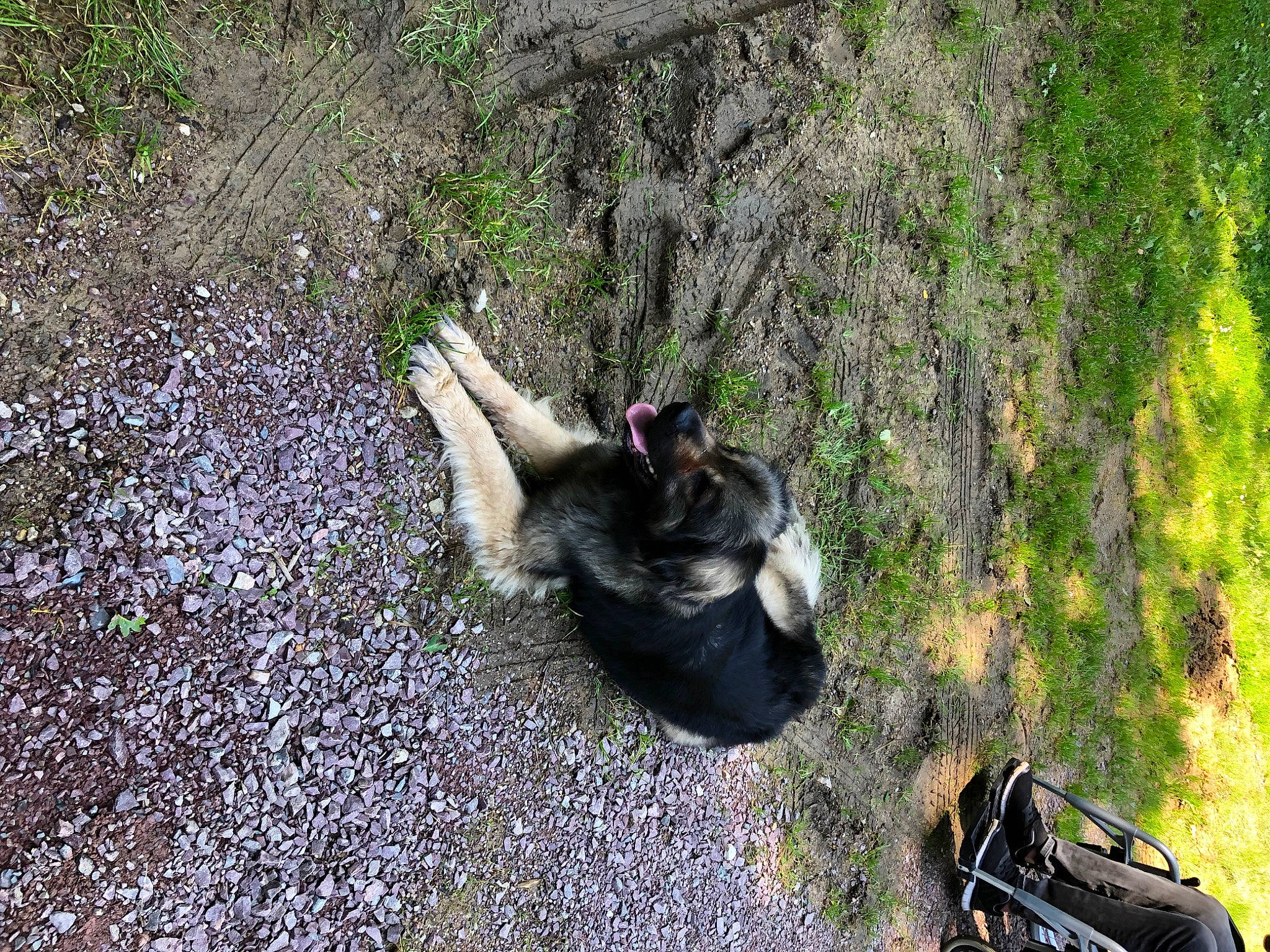 Manny a rejoint le concours — aidez-le/la à gagner de superbes lots ! adventure, asphalt, automotive_tire, backpack, bag, carnivore, dog, dog_breed, fawn, grass, leisure, luggage_and_bags, plant, recreation, shadow, soil, tail, trail, tree, working_animal