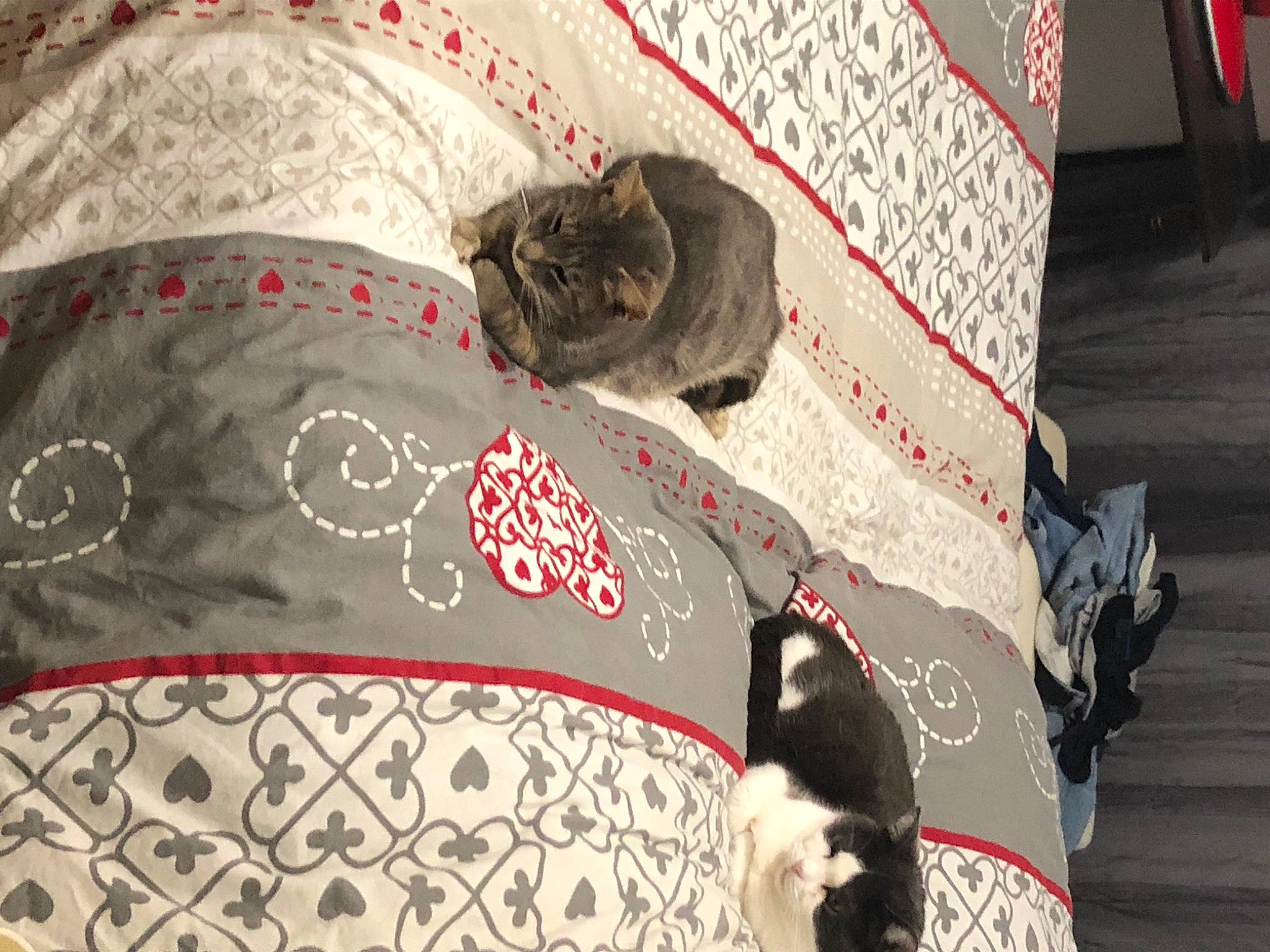 Bouly a rejoint le concours — aidez-le/la à gagner de superbes lots ! black, brown, canidae, carnivore, cat, fashion_accessory, fawn, felidae, fur, grey, headgear, linens, mammal, pattern, small_to_medium_sized_cats, sporting_group, tail, textile, umbrella, whiskers