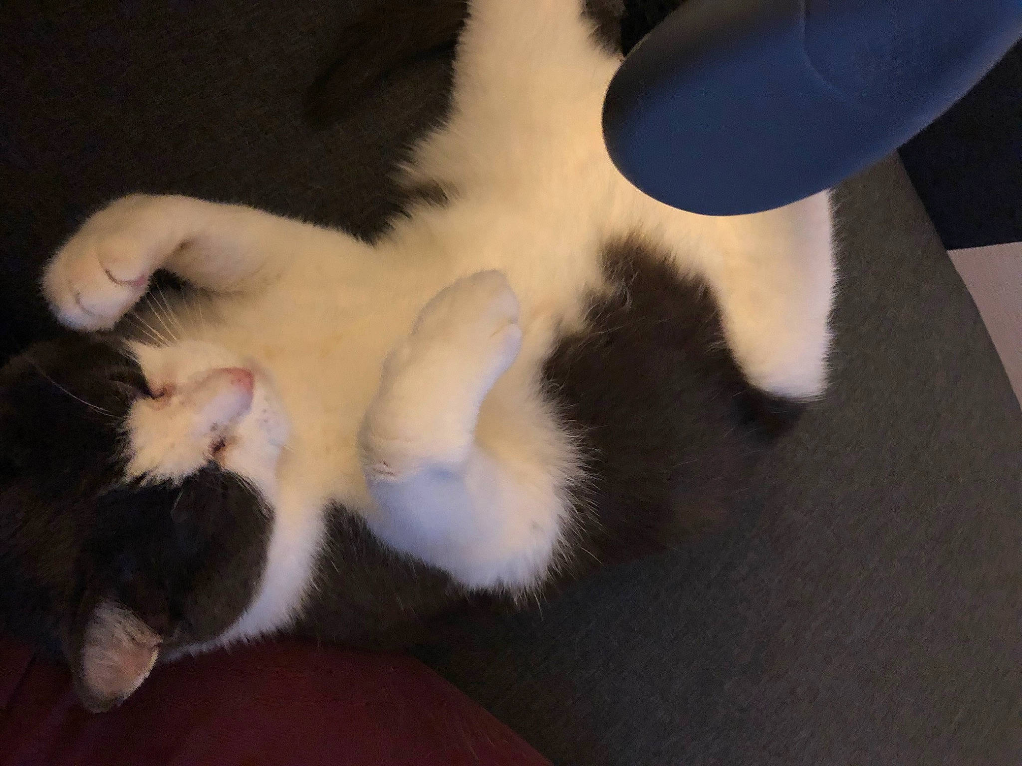 Bouly a rejoint le concours — aidez-le/la à gagner de superbes lots ! carnivore, cat, claw, comfort, domestic_short_haired_cat, felidae, flooring, foot, fur, gesture, nail, nap, paw, small_to_medium_sized_cats, snout, tail, whiskers