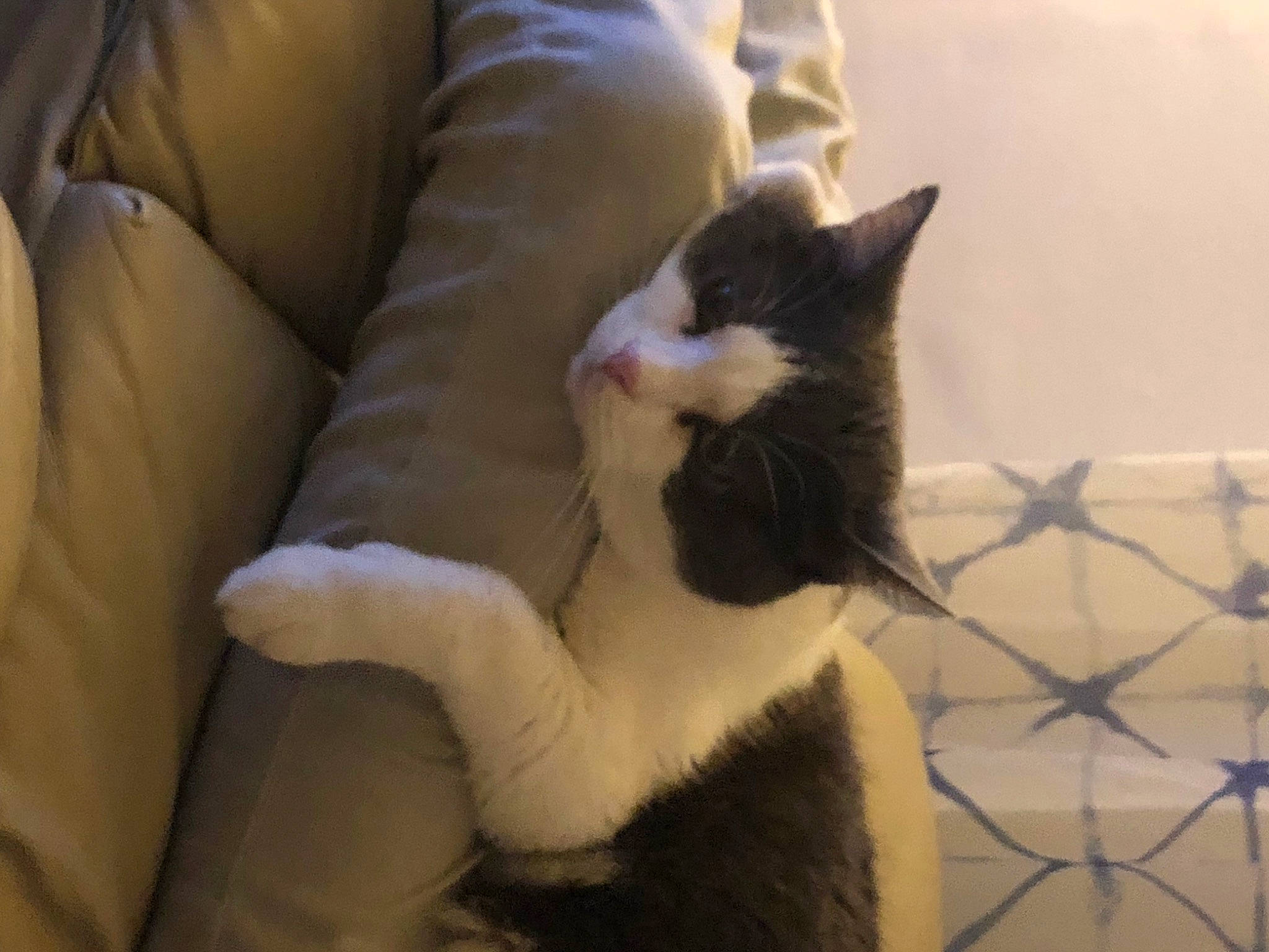 Bouly participe au concours pour gagner de l'argent avec cette photo : carnivore, cat, chair, claw, comfort, couch, domestic_short_haired_cat, fawn, felidae, formal_wear, fur, human_body, human_leg, leg, mesh, paw, small_to_medium_sized_cats, tail, whiskers, window