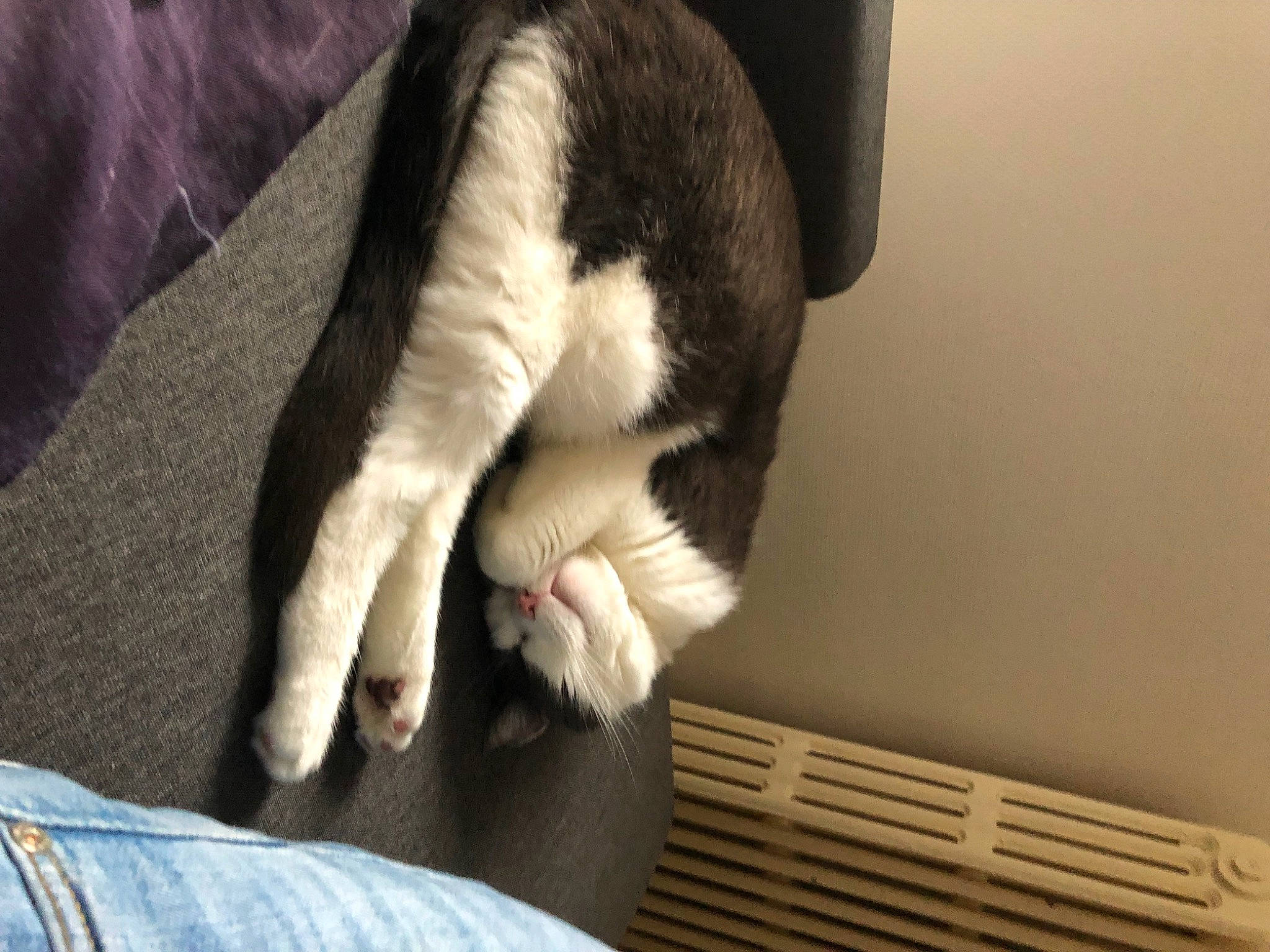 Bouly a rejoint le concours — aidez-le/la à gagner de superbes lots ! carnivore, cat, claw, comfort, dog_breed, domestic_short_haired_cat, felidae, foot, fur, gesture, human_leg, leg, linens, nap, paw, room, small_to_medium_sized_cats, snout, tail, whiskers