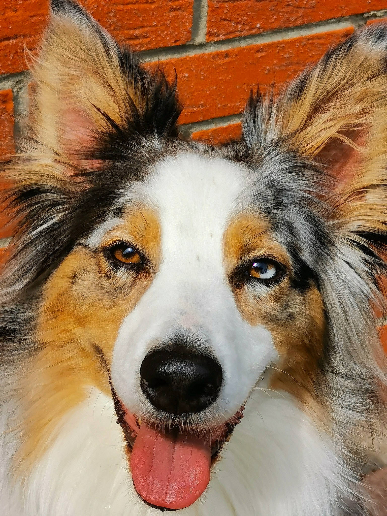 Nila a rejoint le concours — aidez-le/la à gagner de superbes lots ! brick, brickwork, canidae, carnivore, collie, companion_dog, dog, dog_breed, fur, herding_dog, iris, jaw, mammal, organ, shetland_sheepdog, snout, sporting_group, tongue, tooth, whiskers