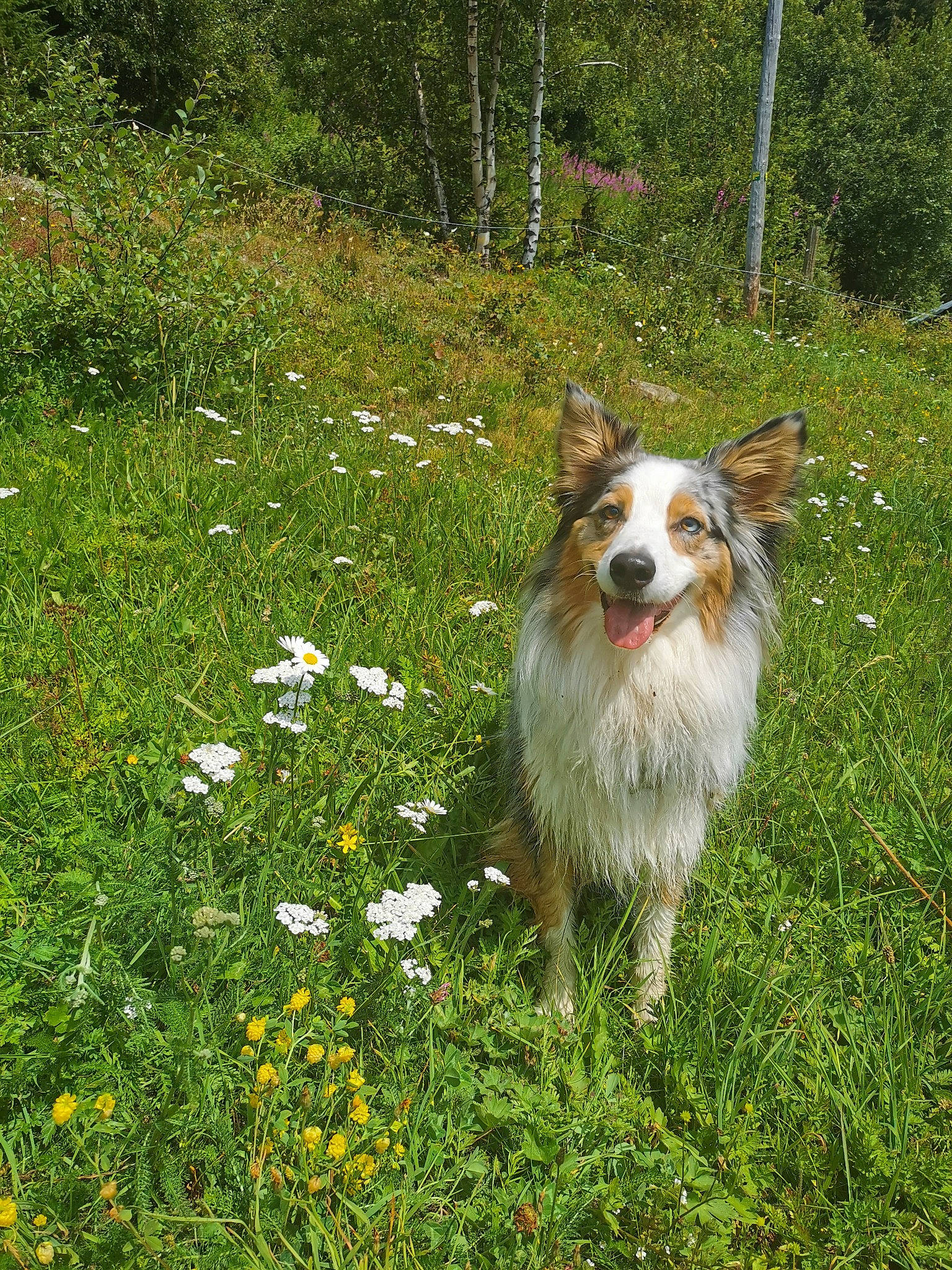 Nila a rejoint le concours — aidez-le/la à gagner de superbes lots ! canidae, carnivore, companion_dog, dog, dog_breed, fawn, fur, grass, grass_family, herding_dog, mammal, meadow, prairie, sporting_group, whiskers, wildflower