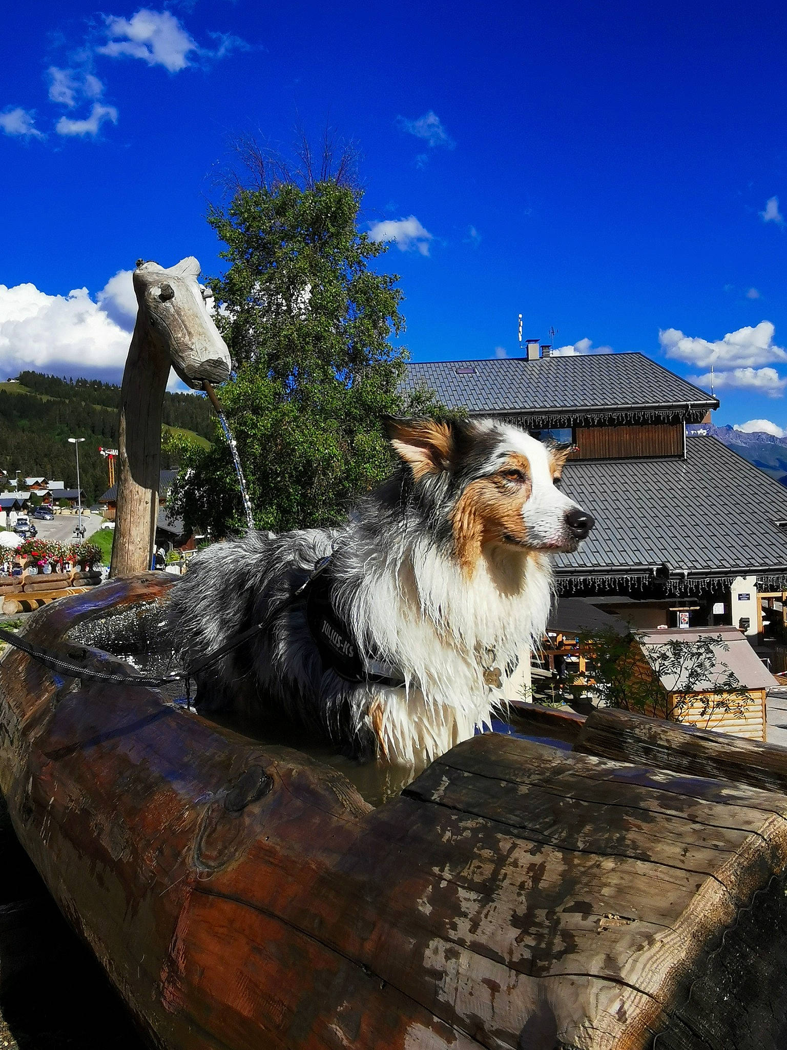 Nila participe au concours pour gagner de l'argent avec cette photo : canidae, carnivore, collie, companion_dog, dog, dog_breed, fur, herding_dog, shetland_sheepdog, snout, sporting_group, vertebrate, whiskers, working_animal, working_dog