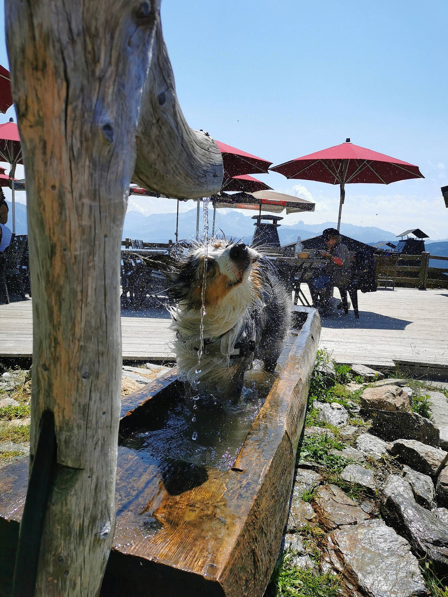 Nila a rejoint le concours — aidez-le/la à gagner de superbes lots ! canidae, companion_dog, pack_animal, trunk, umbrella, village, wood, working_animal