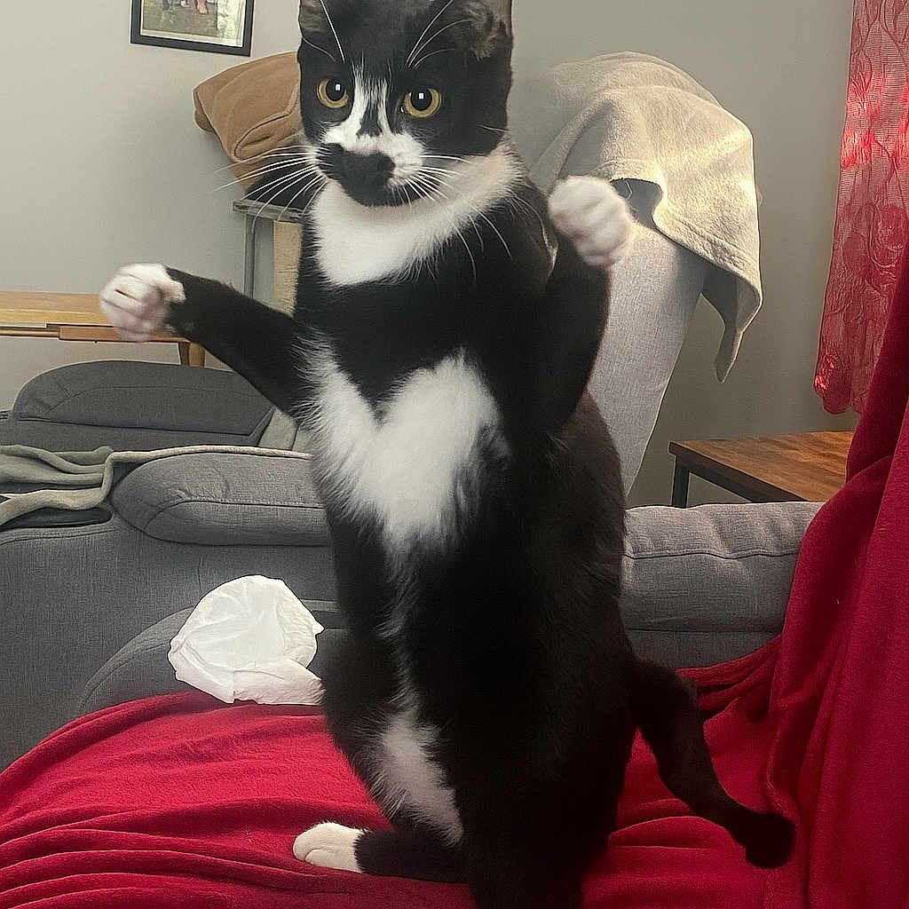 Venom joined the competition — help win amazing prizes! black_and_white, blanket, cat, chair, couch, curtains, framed_pictures, furniture, home, indoor, living_room, paws, pet, red_blanket, relaxed, standing, tail, tuxedo_cat, whiskers, window