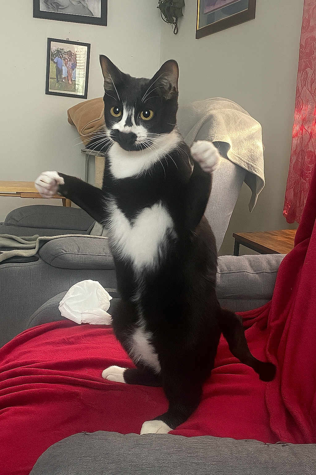 Venom joined the competition — help win amazing prizes! cat, tuxedo_cat, black_and_white, standing, couch, red_blanket, living_room, blanket, chair, framed_pictures, window, curtains, furniture, indoor, pet, whiskers, paws, tail, relaxed, home