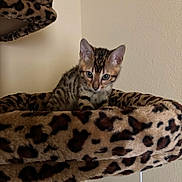 Niko is registered to the contest to win money with this photo: animal, brown, cat, cat_tree, curious, cute, ears, feline, furry, indoor, kitten, leopard_print, paws, pet, resting, small, soft, tan, whiskers, young