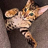 Niko is registered to the contest to win money with this photo: animal, cat, closeup, curious, cushion, cute, domestic, ears, feline, fur_pattern, indoor, kitten, paw, pet, playful, relaxed, spotted, stretching, whiskers, young