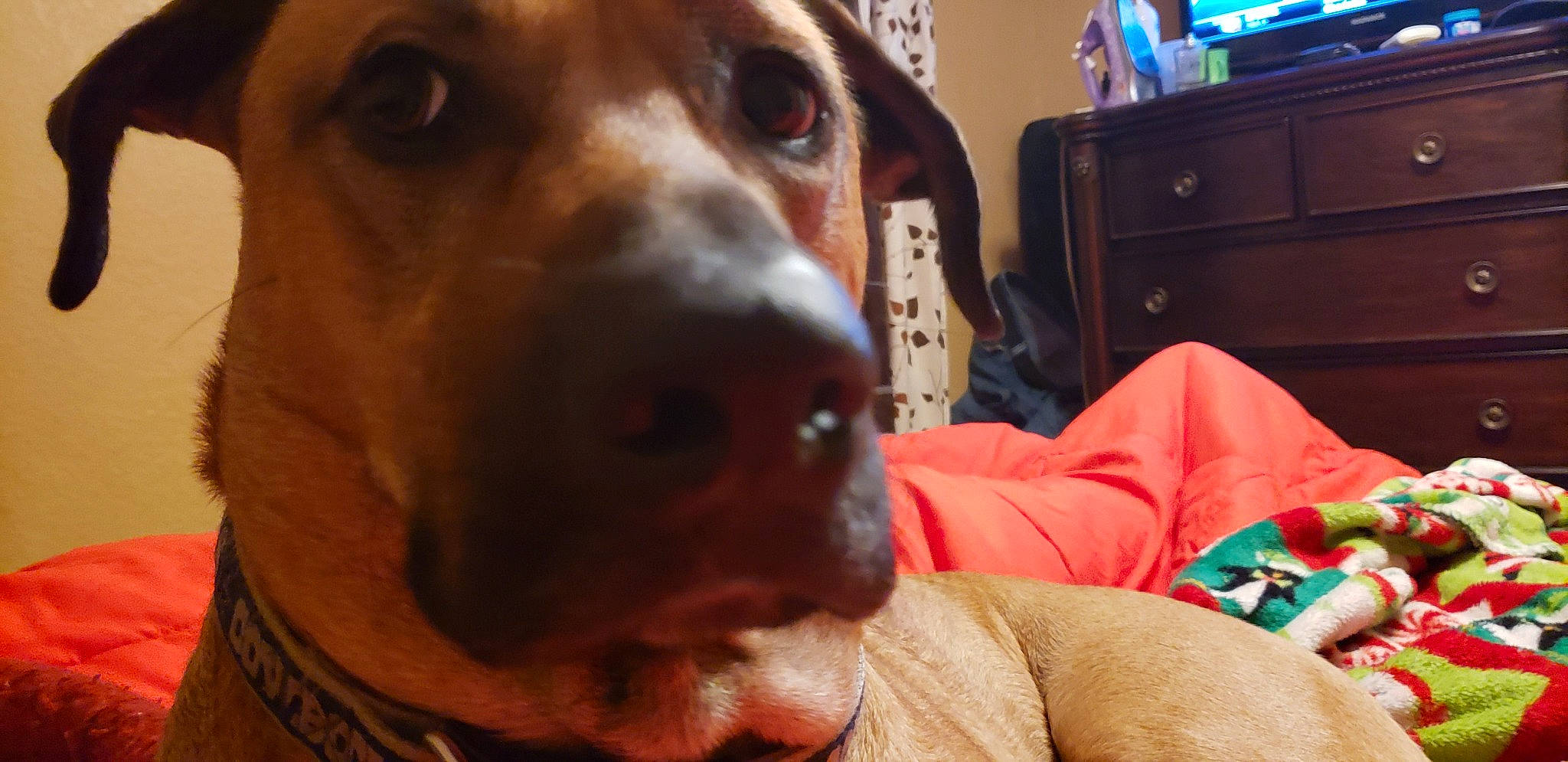 Dakota joined the competition — help win amazing prizes! canidae, carnivore, coonhound, dog, dog_breed, ear, english_coonhound, german_shorthaired_pointer, hunting_dog, mammal, nose, pointer, portuguese_pointer, rare_breed_dog, snout, sporting_group, treeing_walker_coonhound, vertebrate, vizsla, whiskers