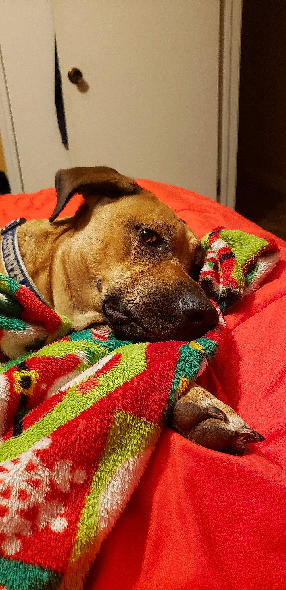 Dakota is registered to the contest to win money with this photo: canidae, carnivore, dog, dog_breed, fawn, mammal, rhodesian_ridgeback, snout, sporting_group, vertebrate