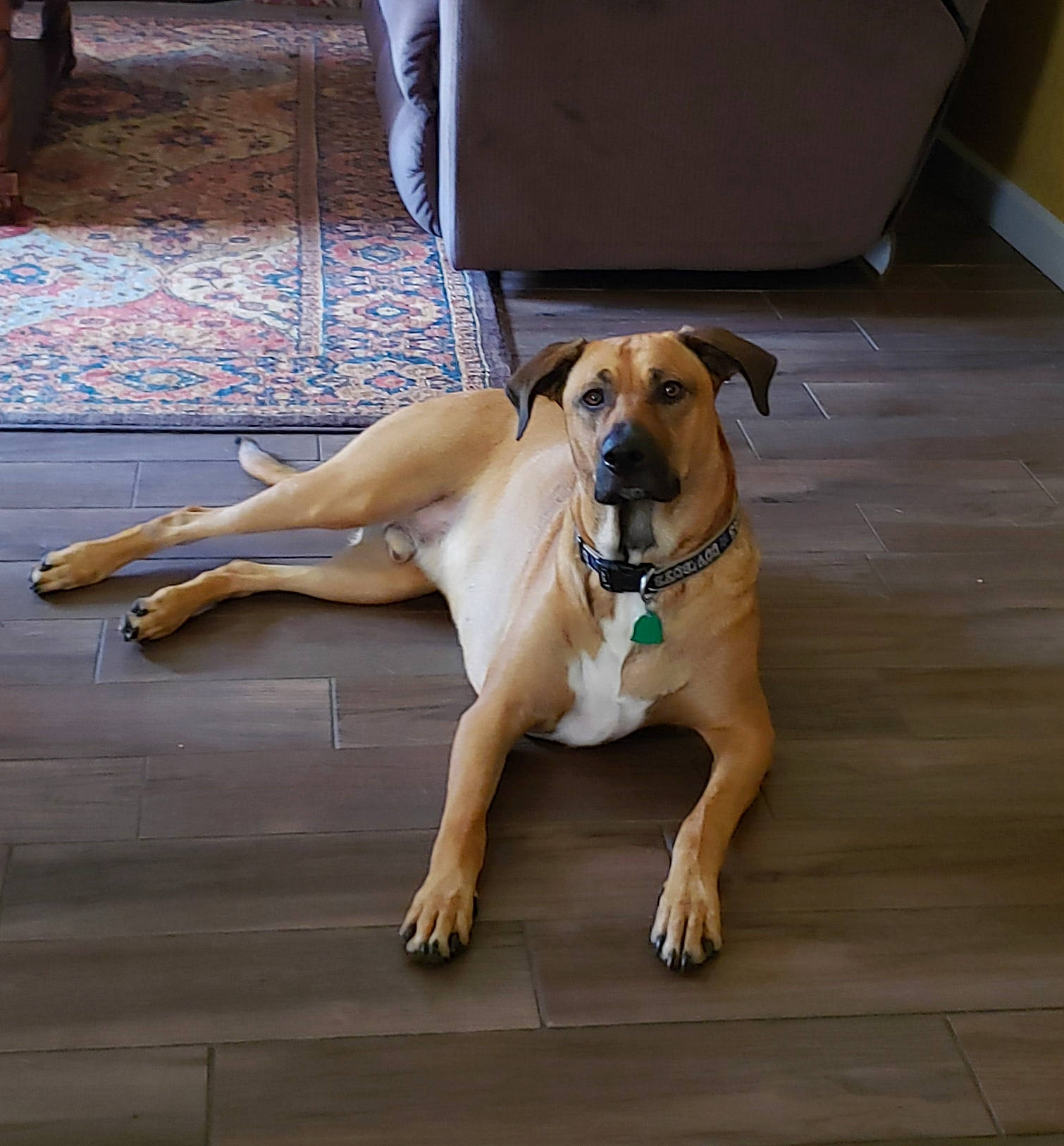 Dakota is registered to the contest to win money with this photo: black_mouth_cur, broholmer, canidae, carnivore, companion_dog, dog, dog_breed, fawn, floor, flooring, guard_dog, mammal, potcake_dog, rare_breed_dog, rhodesian_ridgeback, sporting_group, vertebrate