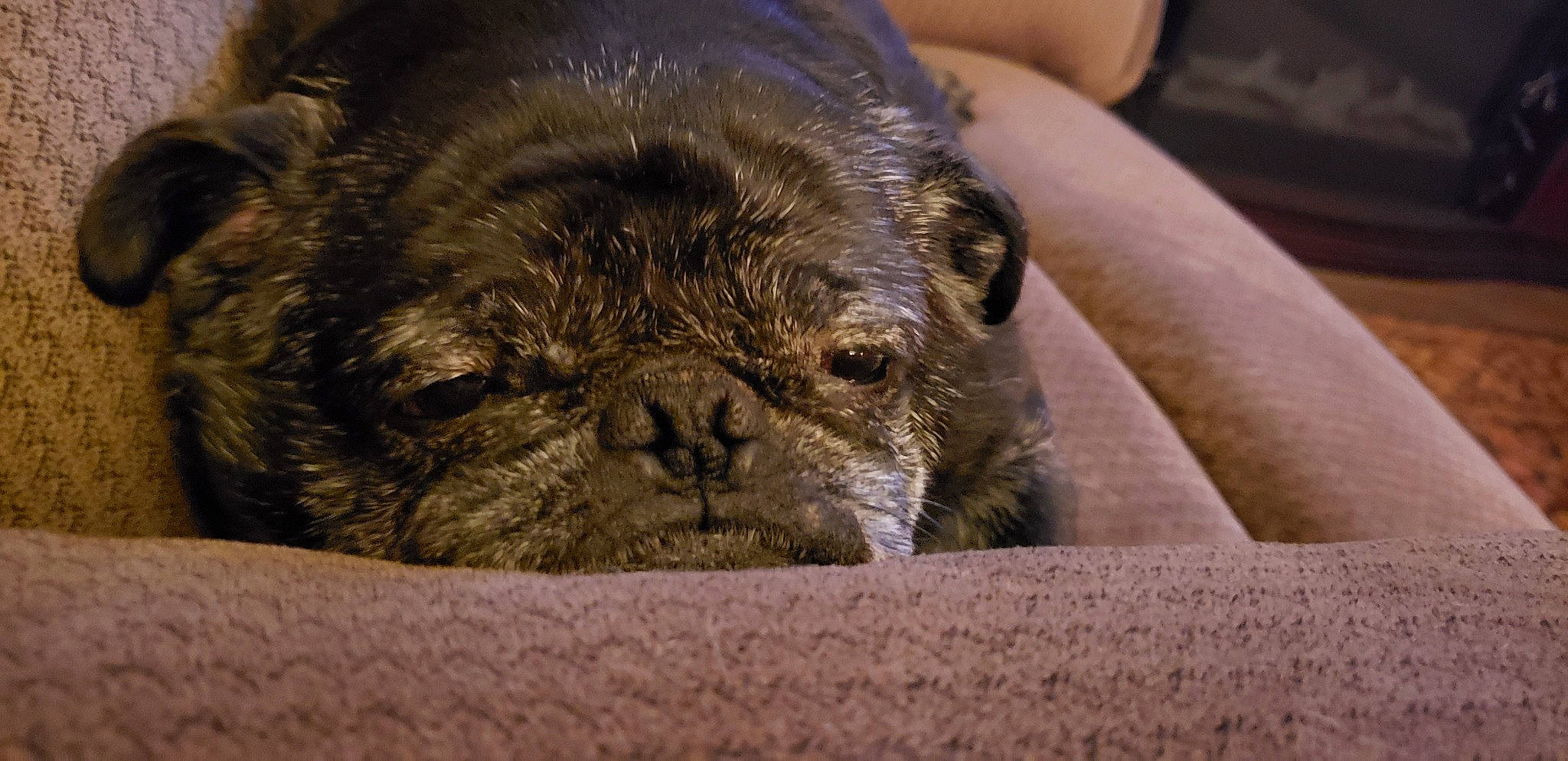 Buttons is registered to the contest to win money with this photo: bulldog, canidae, carnivore, companion_dog, dog, dog_breed, fawn, french_bulldog, mammal, non_sporting_group, pug, puppy, skin, snout, sporting_group, toy_dog, vertebrate, whiskers