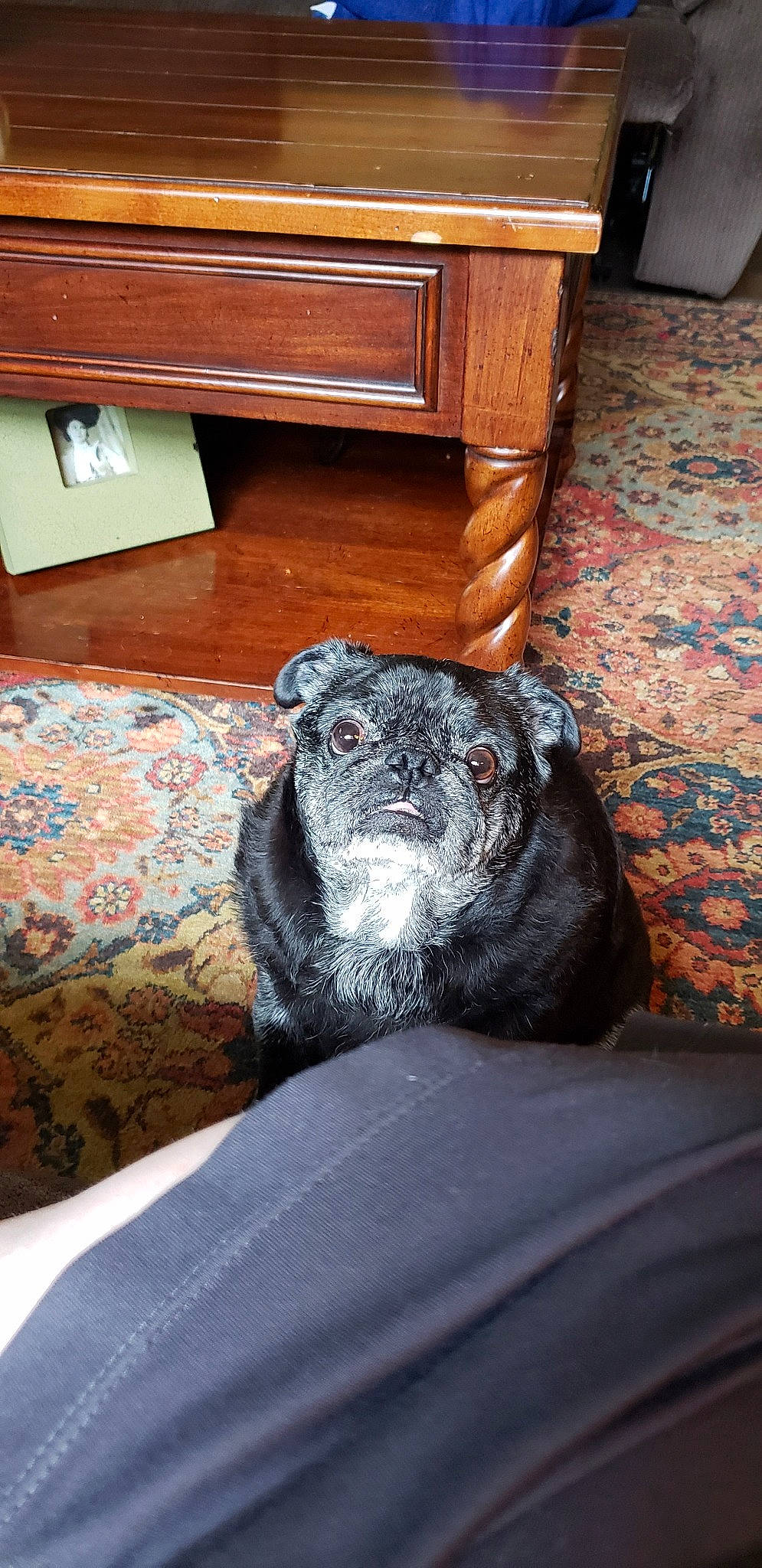 Buttons is registered to the contest to win money with this photo: bed, canidae, carnivore, companion_dog, couch, dog, dog_breed, furniture, non_sporting_group, snout, sporting_group, whiskers