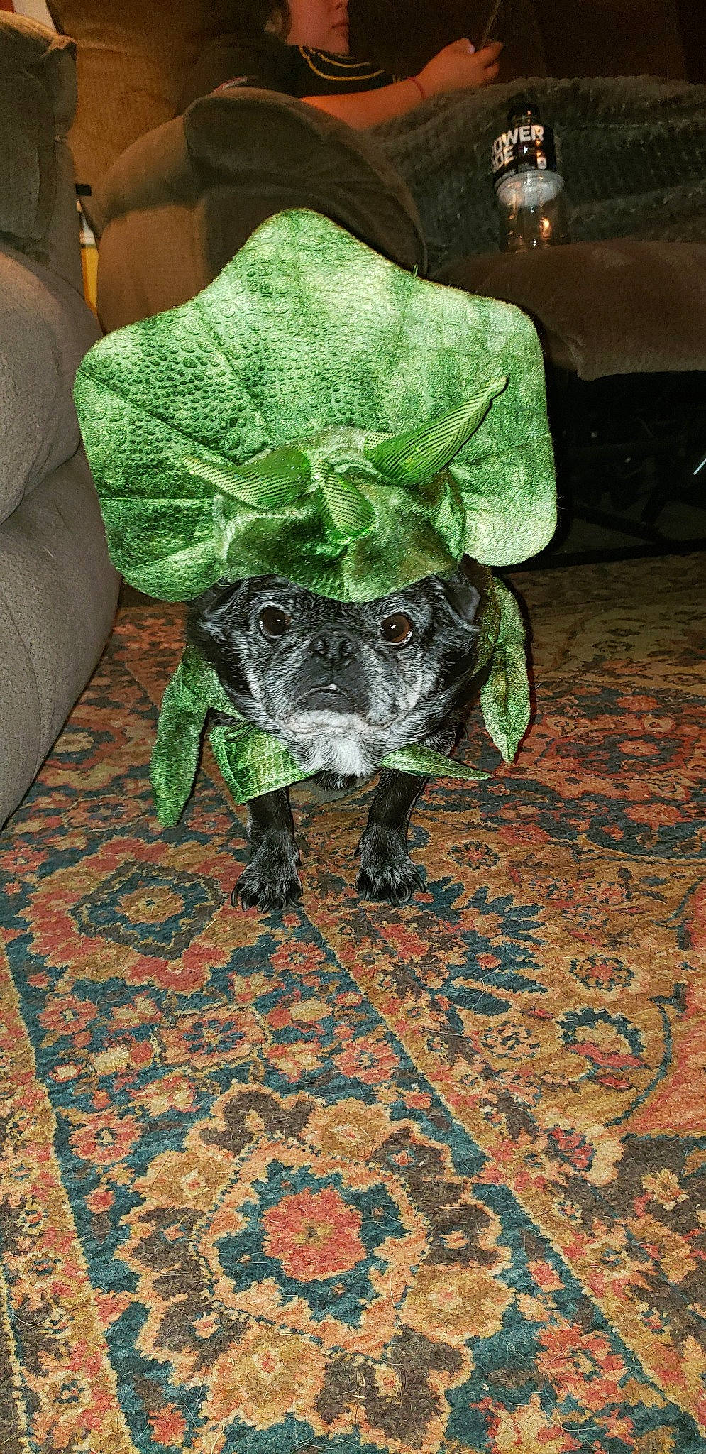 Buttons is registered to the contest to win money with this photo: canidae, carnivore, dog, dog_breed, german_shorthaired_pointer, plant, pointer, sporting_group