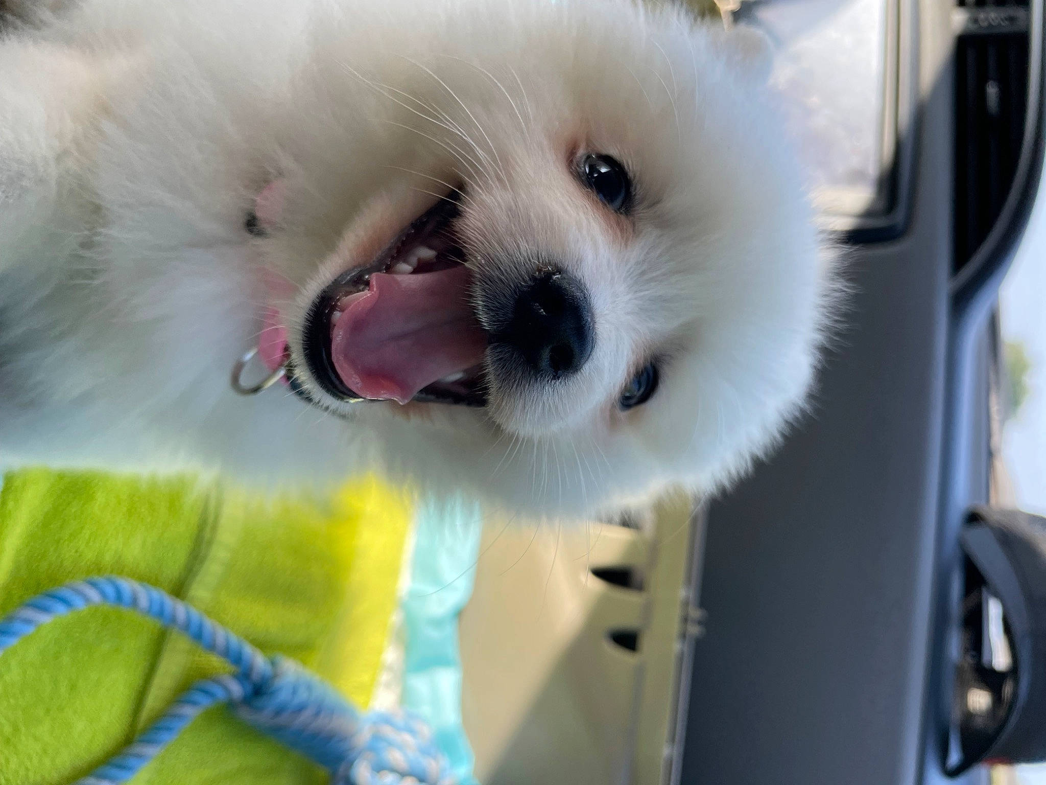 Snow a rejoint le concours — aidez-le/la à gagner de superbes lots ! canidae, carnivore, collar, companion_dog, dog, dog_breed, dog_supply, fur, german_spitz, german_spitz_klein, german_spitz_mittel, pomeranian, samoyed, snout, spitz, sporting_group, toy_dog, volpino_italiano, whiskers, working_animal