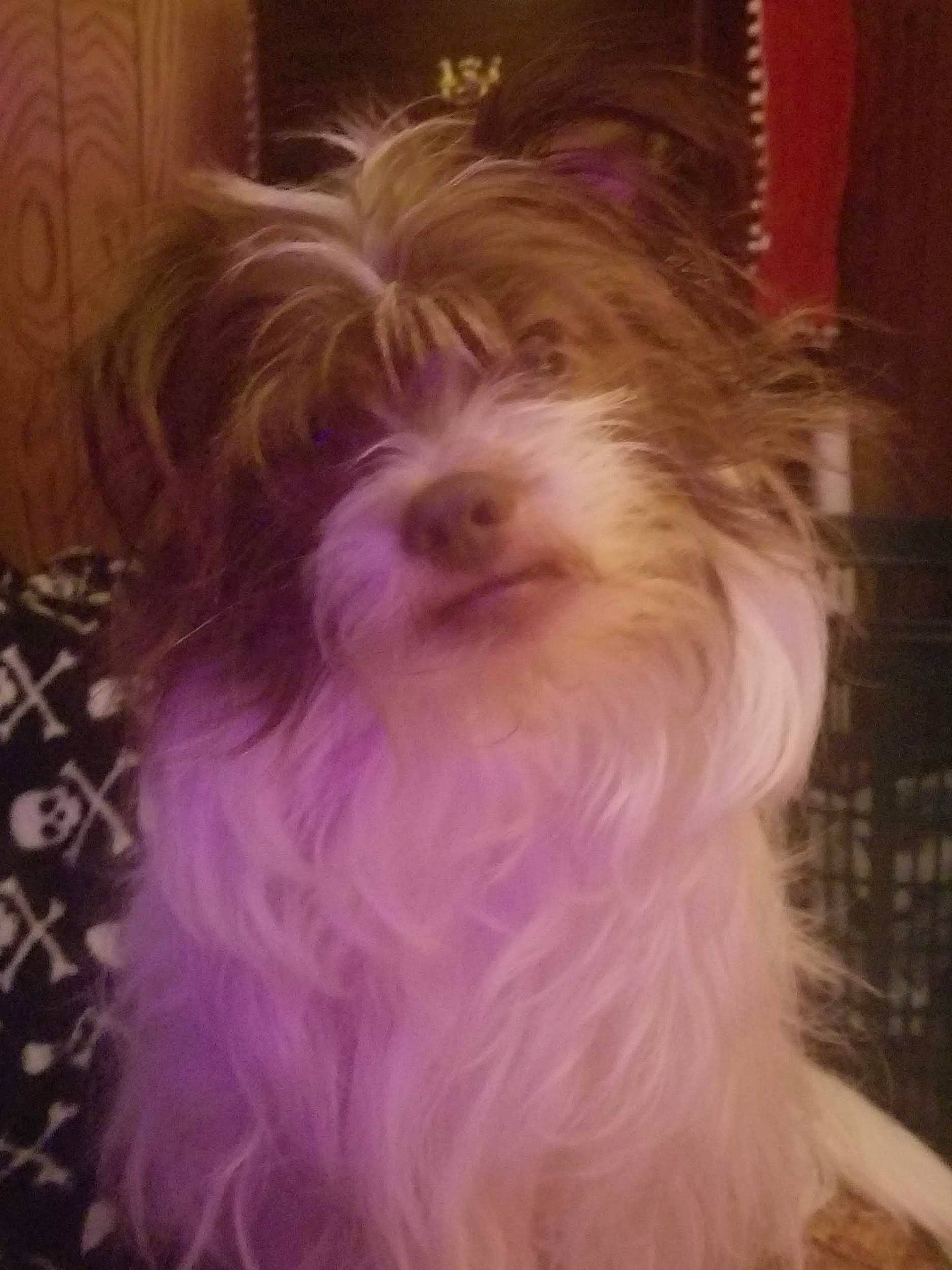 Dixon joined the competition — help win amazing prizes! biewer_terrier, canidae, carnivore, companion_dog, dog, dog_breed, ear, fang, fur, liver, magenta, non_sporting_group, small_terrier, snout, sporting_group, terrier, toy_dog, water_dog, working_animal, yorkipoo