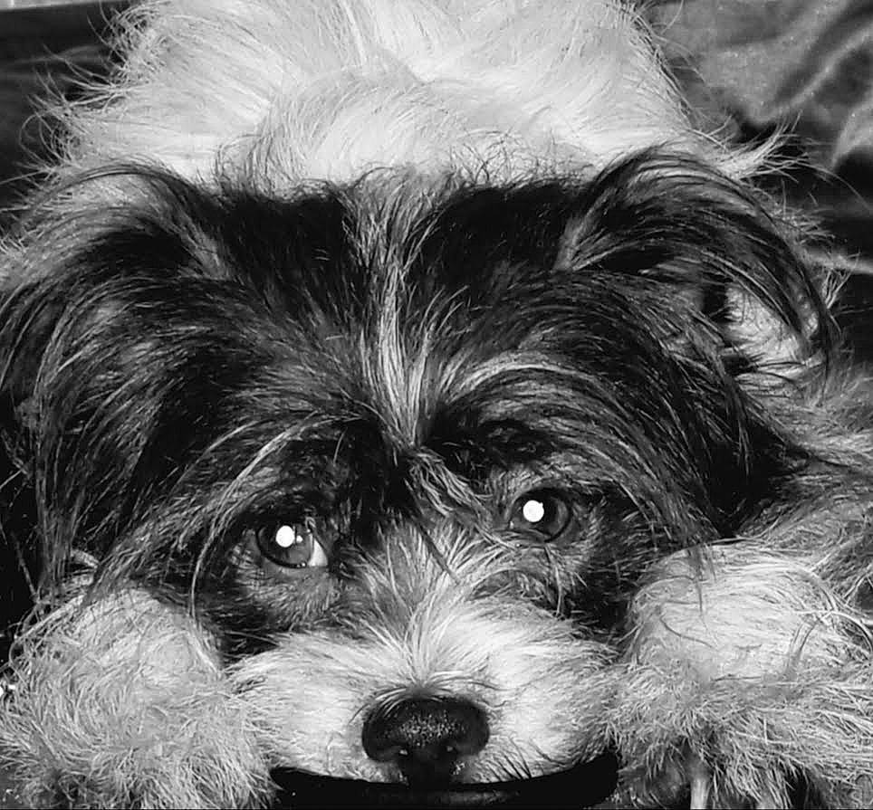 Dixon joined the competition — help win amazing prizes! biewer_terrier, canidae, carnivore, companion_dog, dog, dog_breed, firefighter, fur, monochrome, monochrome_photography, shih_poo, small_terrier, snout, sporting_group, style, terrestrial_animal, terrier, toy_dog, whiskers, yorkipoo