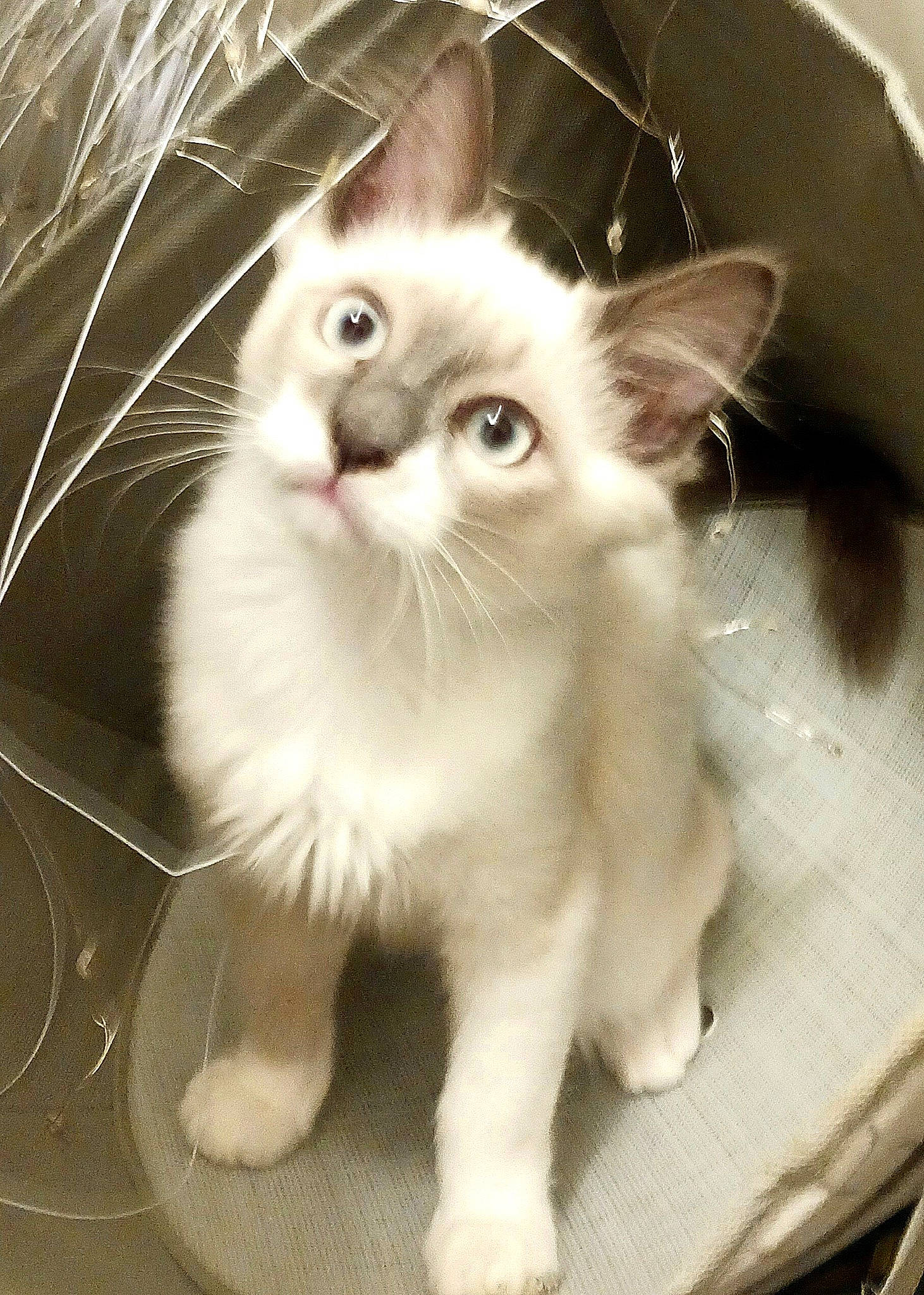 Comet joined the competition — help win amazing prizes! carnivore, cat, claw, domestic_short_haired_cat, fawn, felidae, fur, paw, pet_supply, small_to_medium_sized_cats, snout, tail, terrestrial_animal, whiskers