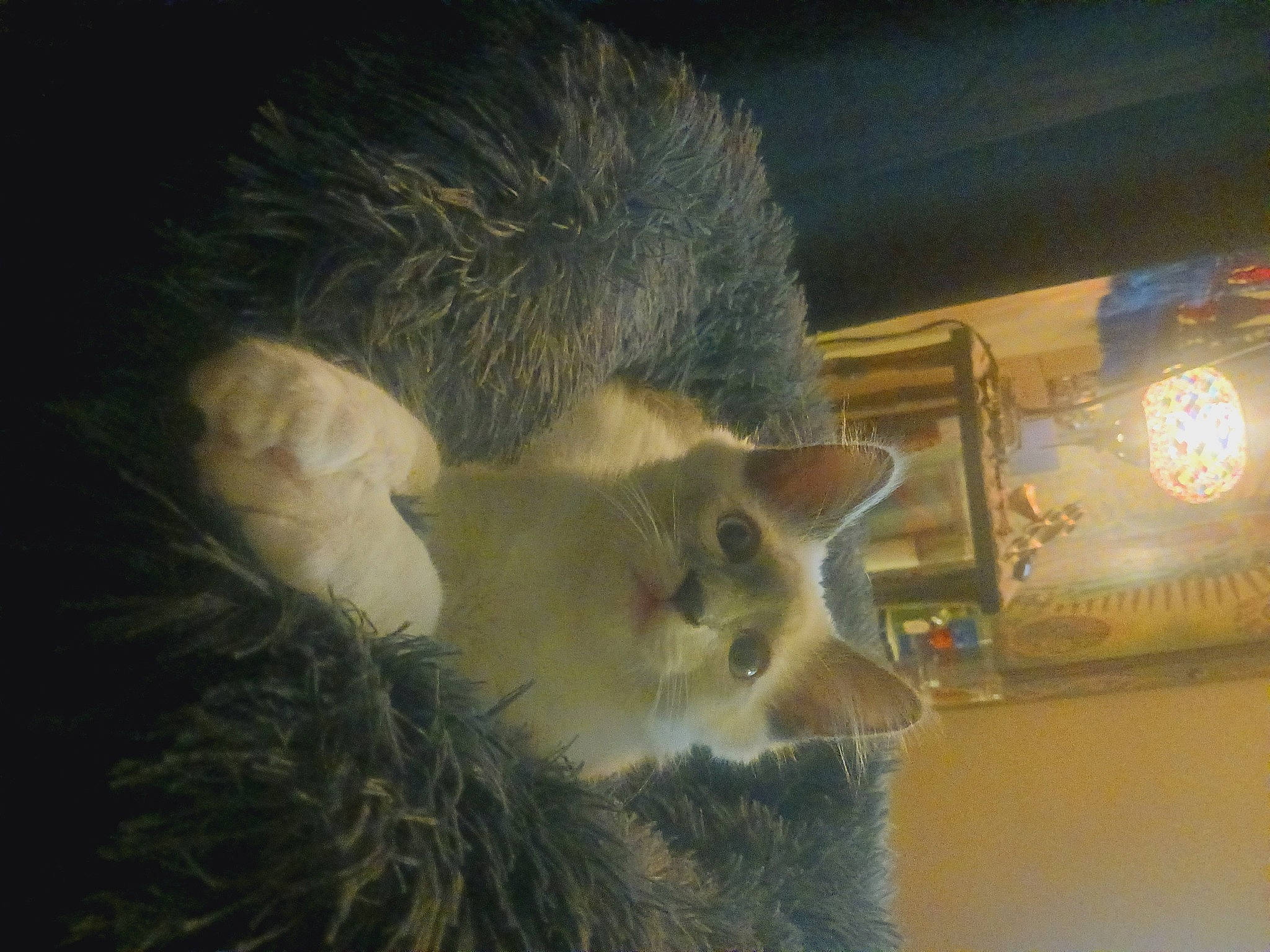 Comet joined the competition — help win amazing prizes! canidae, carnivore, cat, claw, darkness, domestic_short_haired_cat, fawn, felidae, fur, paw, small_to_medium_sized_cats, snout, tail, whiskers, window, winter