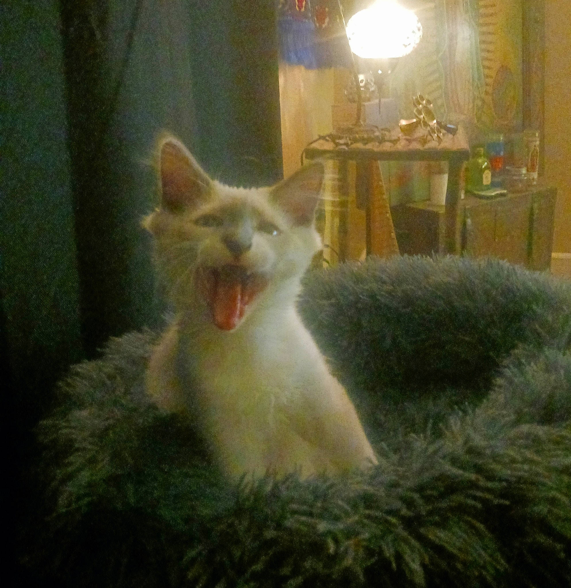 Comet joined the competition — help win amazing prizes! canidae, carnivore, curtain, dog_breed, fang, fawn, felidae, fox, fur, grass, houseplant, jaw, lamp, small_to_medium_sized_cats, snout, tail, terrestrial_animal, whiskers, wildlife, window