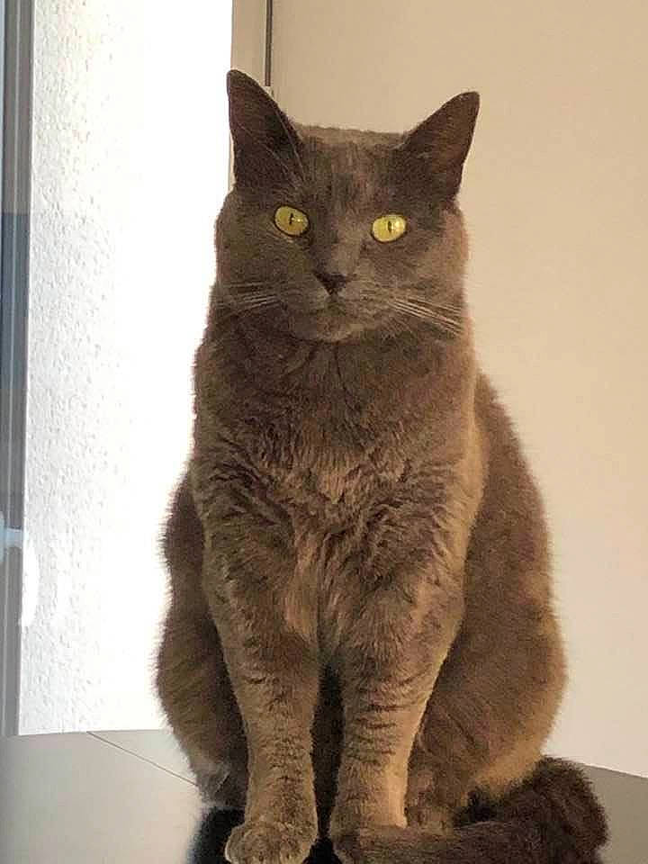 Diana a rejoint le concours — aidez-le/la à gagner de superbes lots ! carnivore, cat, domestic_short_haired_cat, felidae, fur, grey, small_to_medium_sized_cats, snout, terrestrial_animal, whiskers