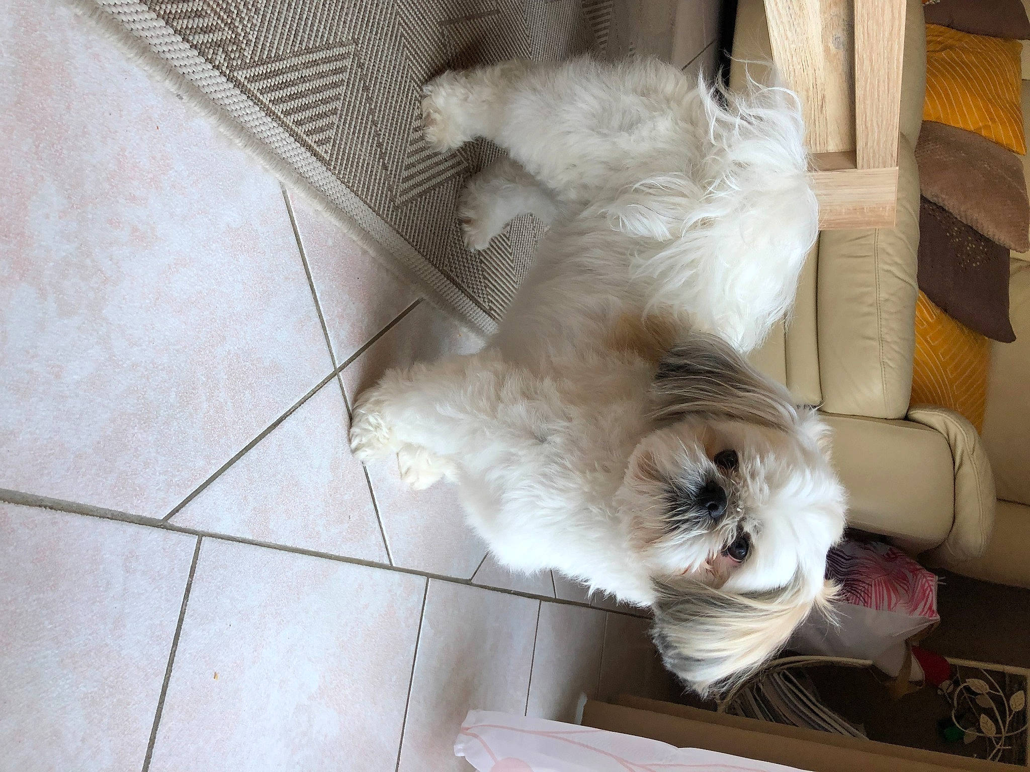Chanel a rejoint le concours — aidez-le/la à gagner de superbes lots ! canidae, carnivore, comfort, companion_dog, dog, dog_breed, fawn, felidae, flooring, fur, hardwood, paw, small_to_medium_sized_cats, snout, sporting_group, tail, toy_dog, whiskers, wood, working_animal