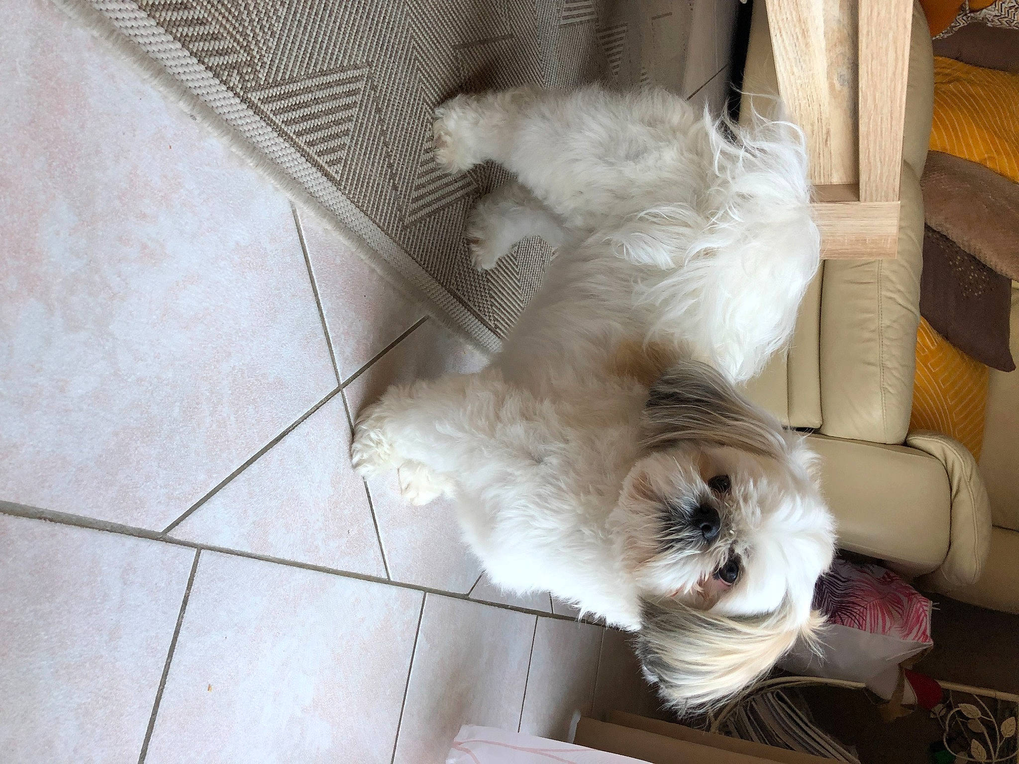 Chanel participe au concours pour gagner de l'argent avec cette photo : canidae, carnivore, comfort, companion_dog, dog, dog_breed, fawn, felidae, flooring, fur, mammal, small_to_medium_sized_cats, snout, sporting_group, tail, terrier, toy_dog, whiskers, wood, working_animal