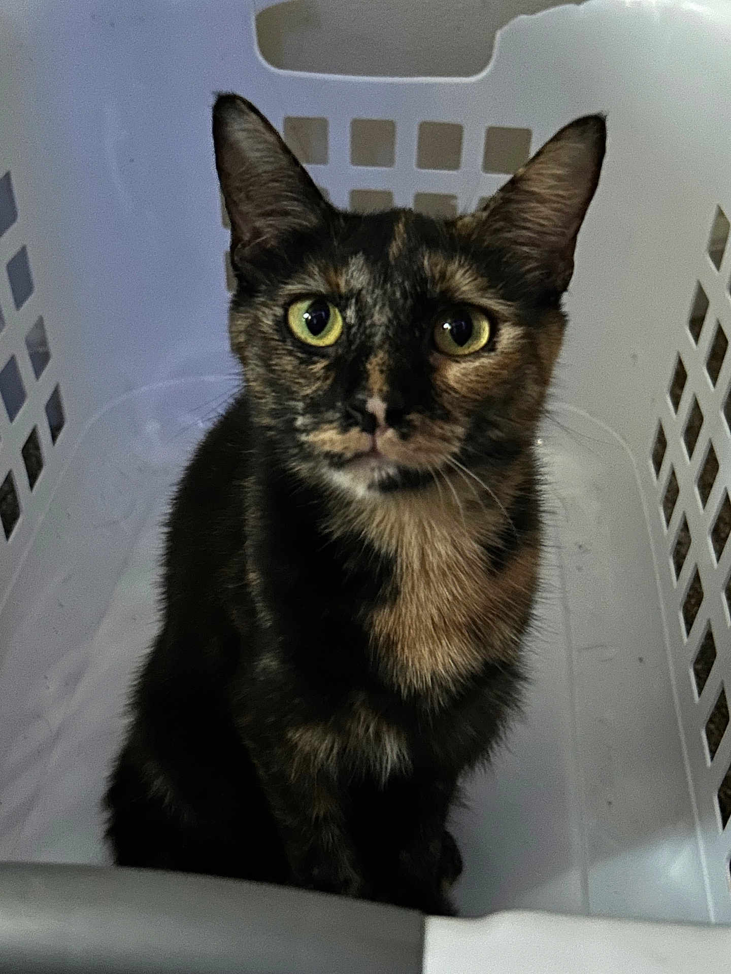 Buttercup joined the competition — help win amazing prizes! alert, animal, cat, closeup, container, curious, cute, domestic, ears, feline, fur, indoor, laundry_basket, pet, plastic, portrait, sitting, tortoiseshell, whiskers, yellow_eyes