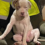 Apollo joined the competition — help win amazing prizes! dog, white_dog, sitting, couch, indoor, pet, canine, fur, paw, ears, nose, expression, slouching, yellow_safety_vest, fabric, furniture, domestic_animal, resting, mammal, companion