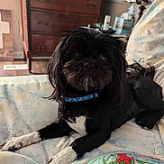 Pixie joined the competition — help win amazing prizes! animal, bed, bedspread, black_dog, canine, collar, cozy, cute, dog, dresser, floral_pattern, fur, furniture, indoor, lamp, pet, portrait, relaxed, resting, white_paws
