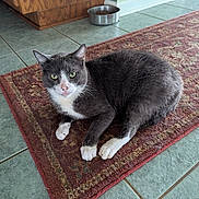 Tom Tom joined the competition — help win amazing prizes! animal, cat, curious_look, domestic_cat, feline, flooring, gray_cat, green_tiles, household, indoor, lying_down, patterned_rug, pet_bowl, relaxed, resting, rug, tile_floor, whiskers, white_paws, wooden_cabinet