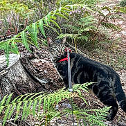 Bengal a rejoint le concours — aidez-le/la à gagner de superbes lots ! cat, tabby_cat, harness, leash, ferns, forest, wildflowers, purple_flowers, tree_stump, dirt_path, outdoor, nature, greenery, plants, animal, pet, curious, meowing, walking, exploring