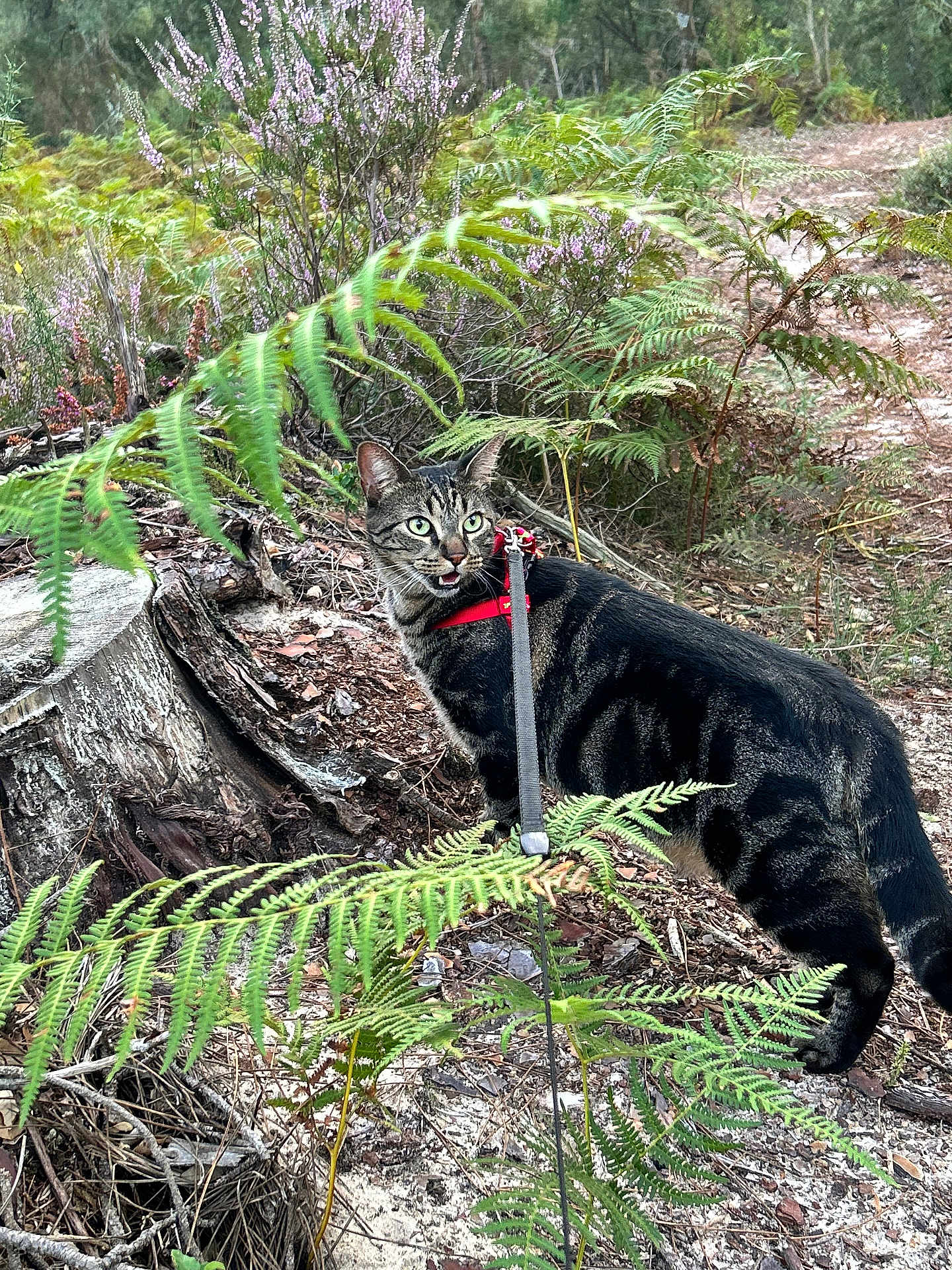 Bengal a rejoint le concours — aidez-le/la à gagner de superbes lots ! cat, tabby_cat, harness, leash, ferns, forest, wildflowers, purple_flowers, tree_stump, dirt_path, outdoor, nature, greenery, plants, animal, pet, curious, meowing, walking, exploring