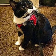 Roxy joined the competition — help win amazing prizes! animal, attentive, black_and_white, carpet, cat, curious, cute, domestic, ears, feline, floor, household, indoor, leash, looking_up, pet, red_harness, sitting, tuxedo_cat, whiskers