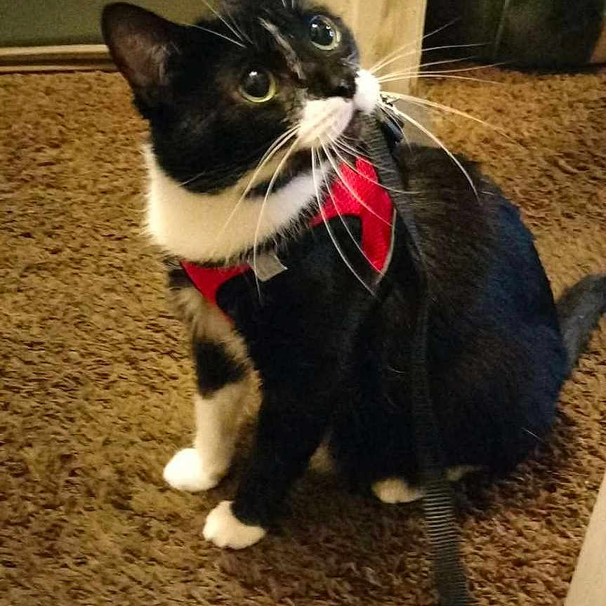 Roxy joined the competition — help win amazing prizes! animal, attentive, black_and_white, carpet, cat, curious, cute, domestic, ears, feline, floor, household, indoor, leash, looking_up, pet, red_harness, sitting, tuxedo_cat, whiskers