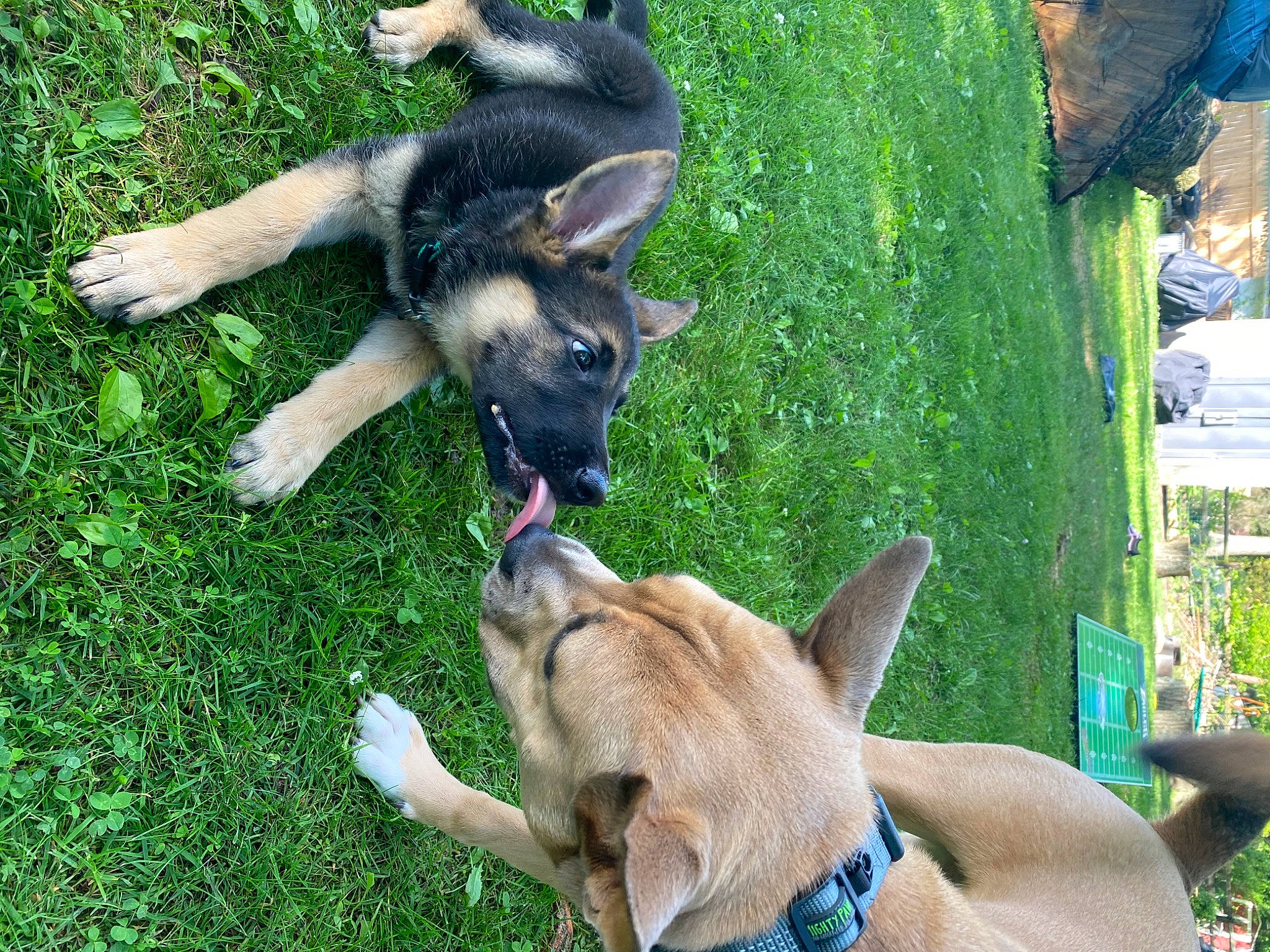 Dakota is registered to the contest to win money with this photo: belgian_shepherd_malinois, canidae, carnivore, dog, dog_breed, fawn, german_shepherd_dog, grass, mammal, police_dog, snout, vertebrate, working_dog