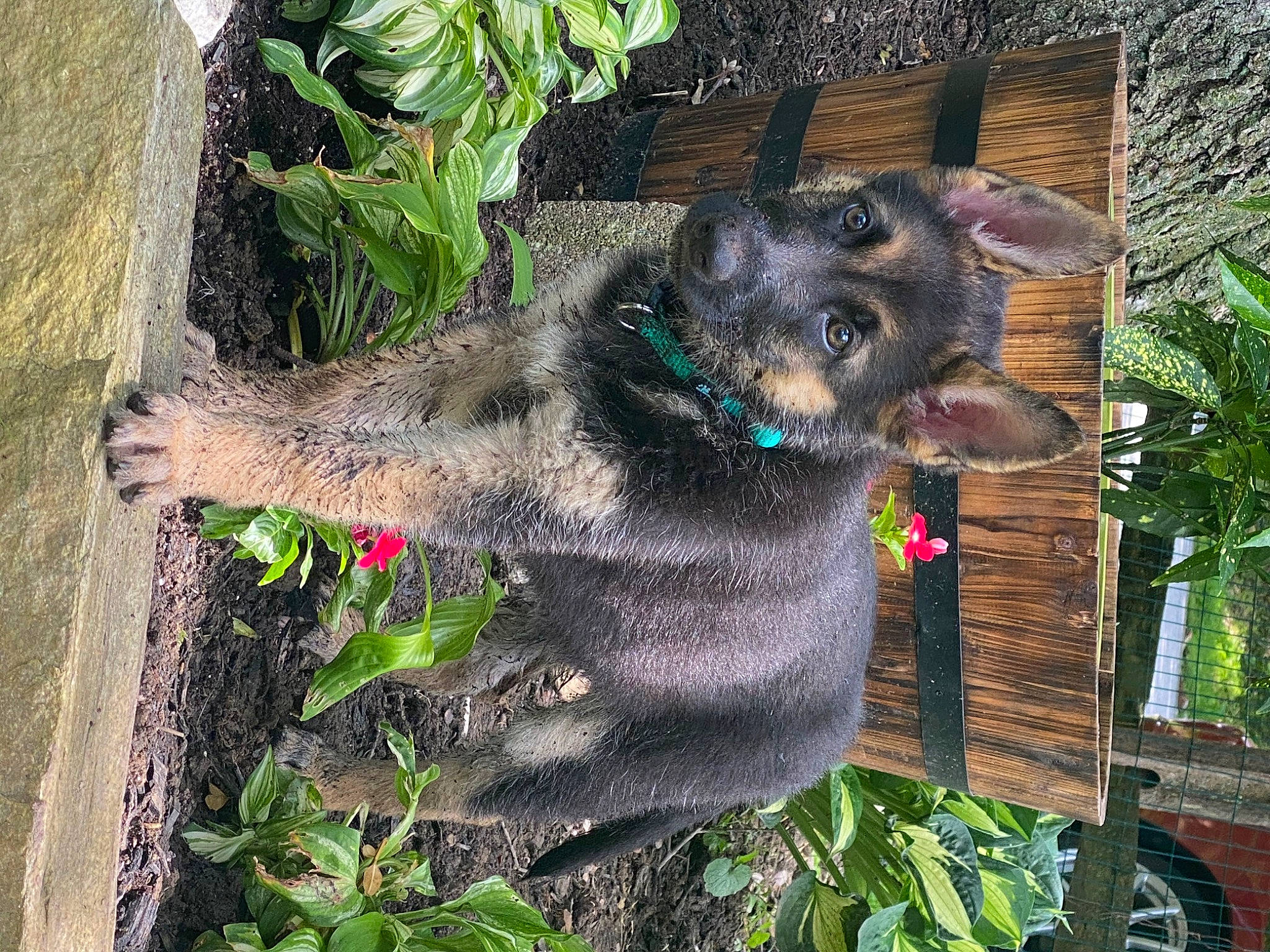 Dakota is registered to the contest to win money with this photo: canidae, carnivore, dog, dog_breed, fawn, plant, snout