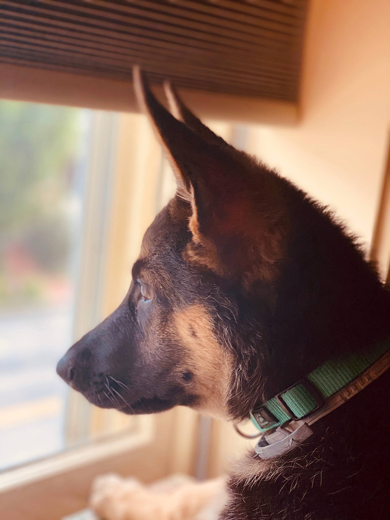 Dakota joined the competition — help win amazing prizes! canidae, carnivore, dog, dog_breed, ear, eye, fawn, mammal, nose, snout, whiskers, window