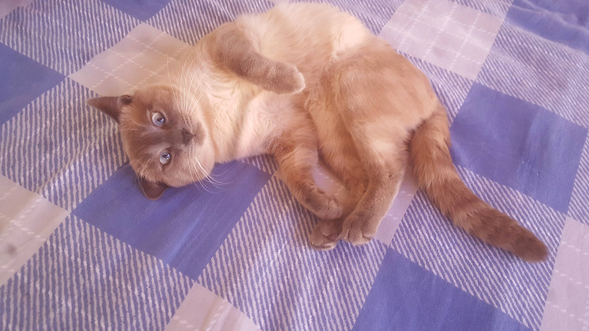 Kiki participe au concours pour gagner de l'argent avec cette photo : carnivore, cat, claw, comfort, companion_dog, dog_breed, domestic_short_haired_cat, fawn, felidae, flooring, fur, hardwood, liver, pattern, paw, small_to_medium_sized_cats, snout, tail, terrestrial_animal, whiskers