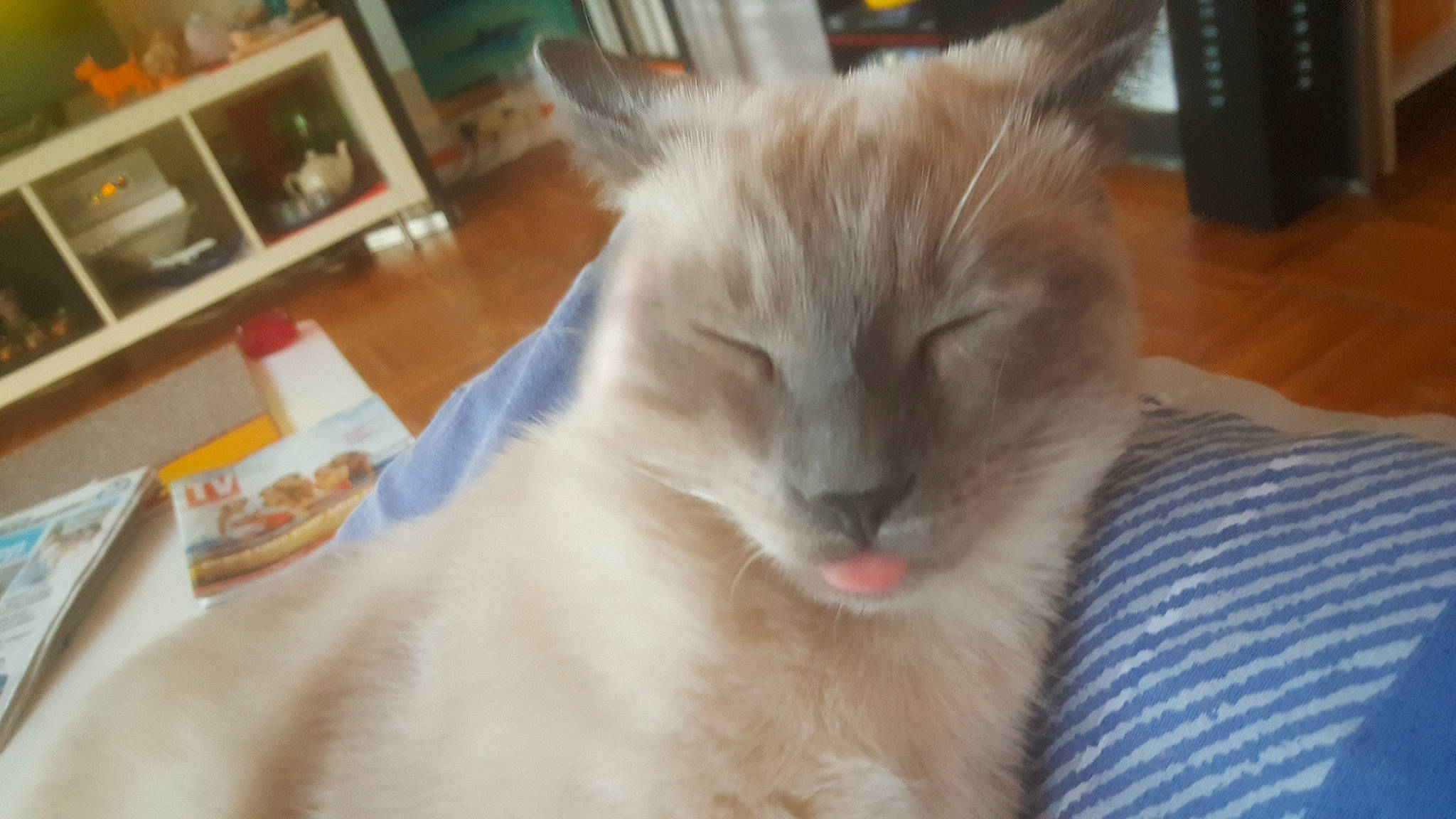 Kiki participe au concours pour gagner de l'argent avec cette photo : balinese, carnivore, cat, domestic_short_haired_cat, eye, fang, fawn, felidae, fur, hardwood, picture_frame, small_to_medium_sized_cats, snout, tail, terrestrial_animal, thai, whiskers