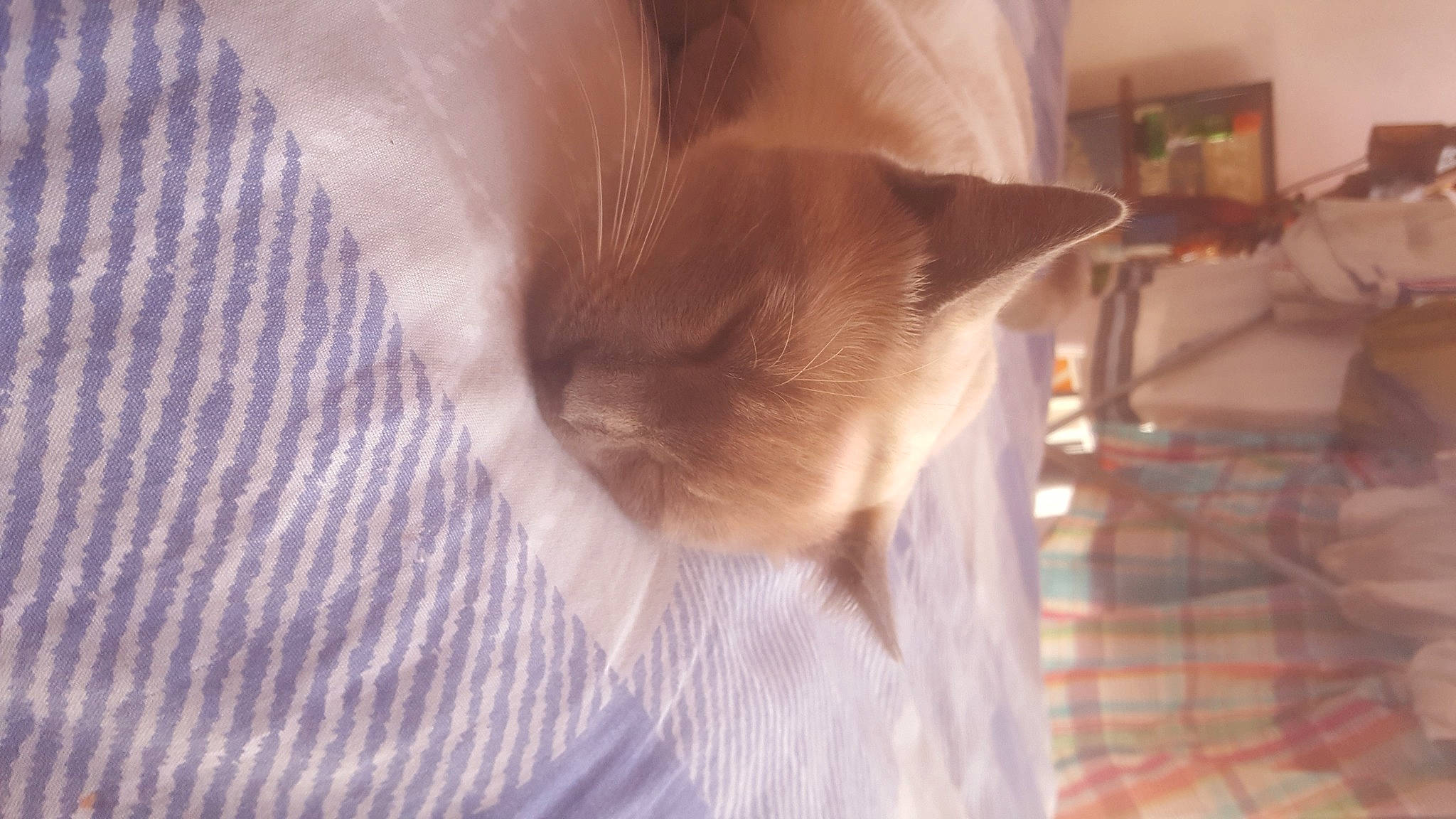 Kiki a rejoint le concours — aidez-le/la à gagner de superbes lots ! canidae, carnivore, cat, comfort, dog_breed, domestic_short_haired_cat, fawn, felidae, flooring, fur, hardwood, plaid, shelf, small_to_medium_sized_cats, snout, sporting_group, tail, tartan, whiskers, wood