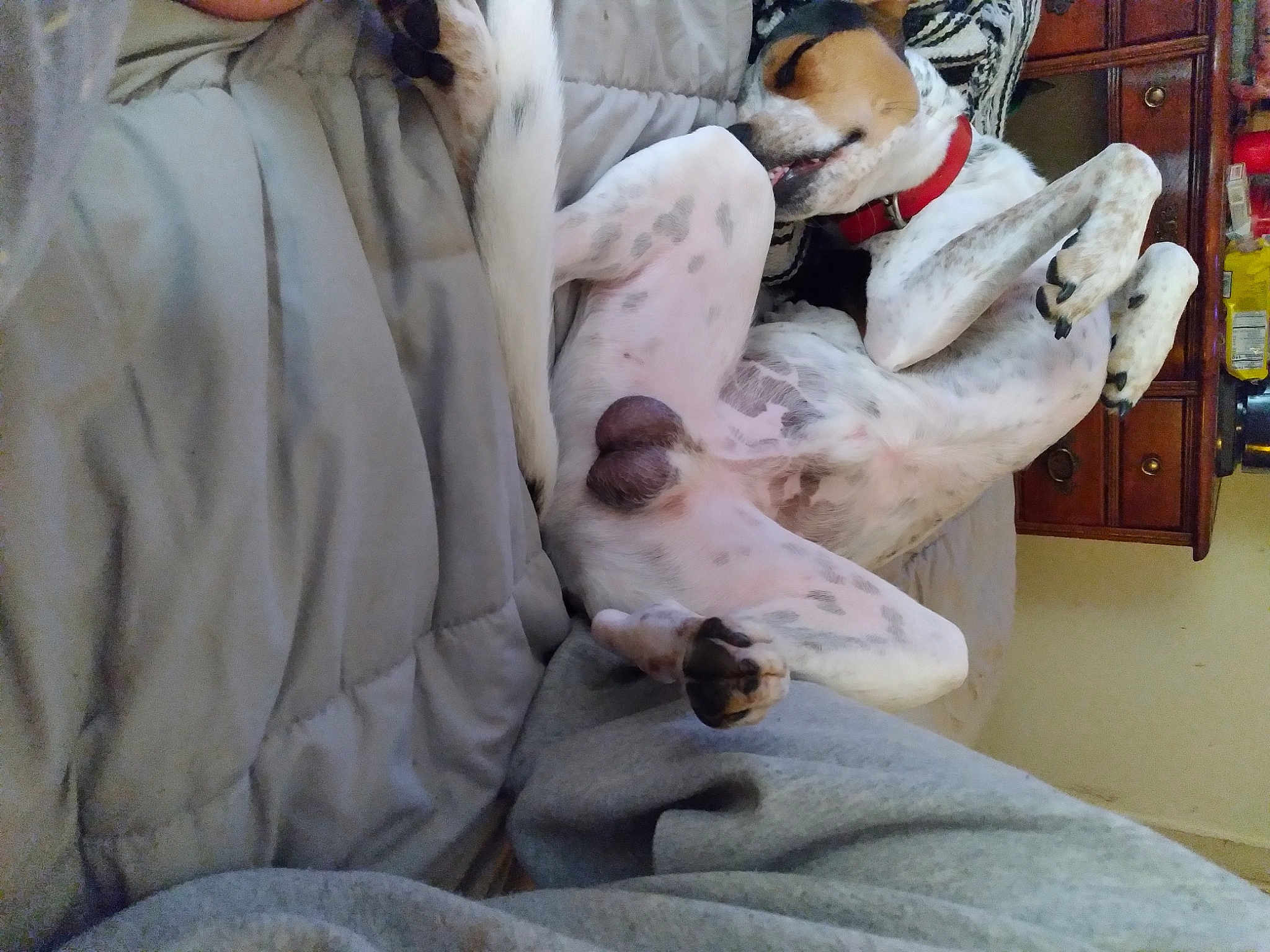 Elvis
