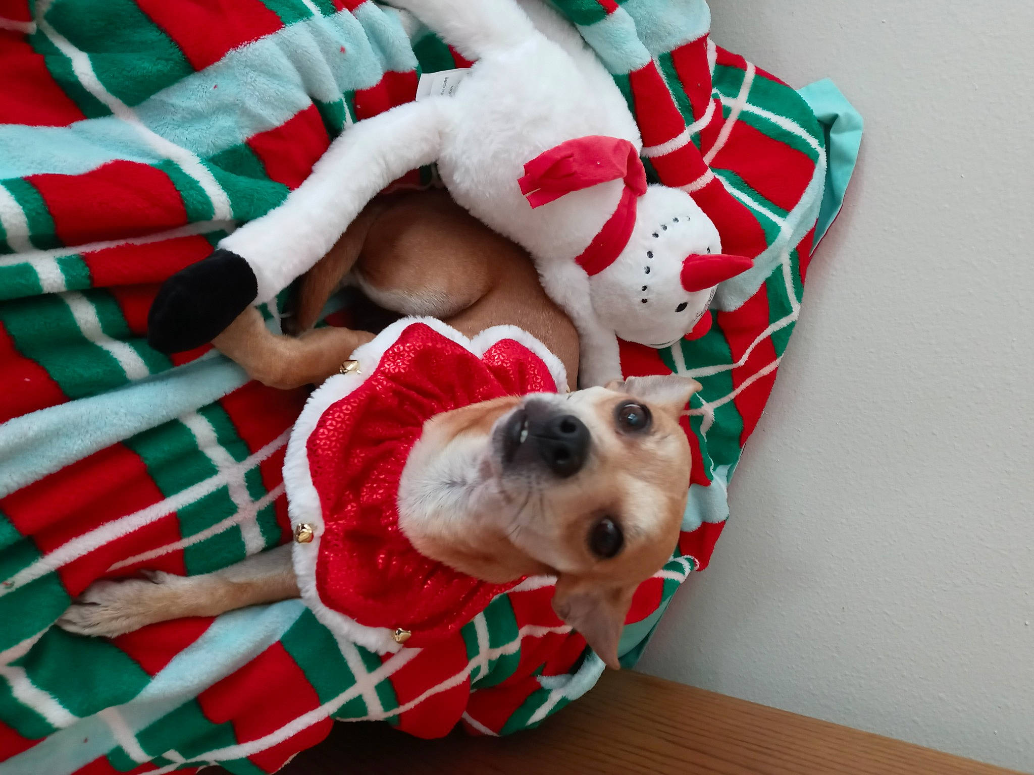 Petunia is registered to the contest to win money with this photo: ball, carnivore, christmas, christmas_ornament, collar, companion_dog, dog, dog_breed, dog_supply, fawn, foot, football, fur, holiday, pattern, red, snout, soccer_ball, stuffed_toy, white