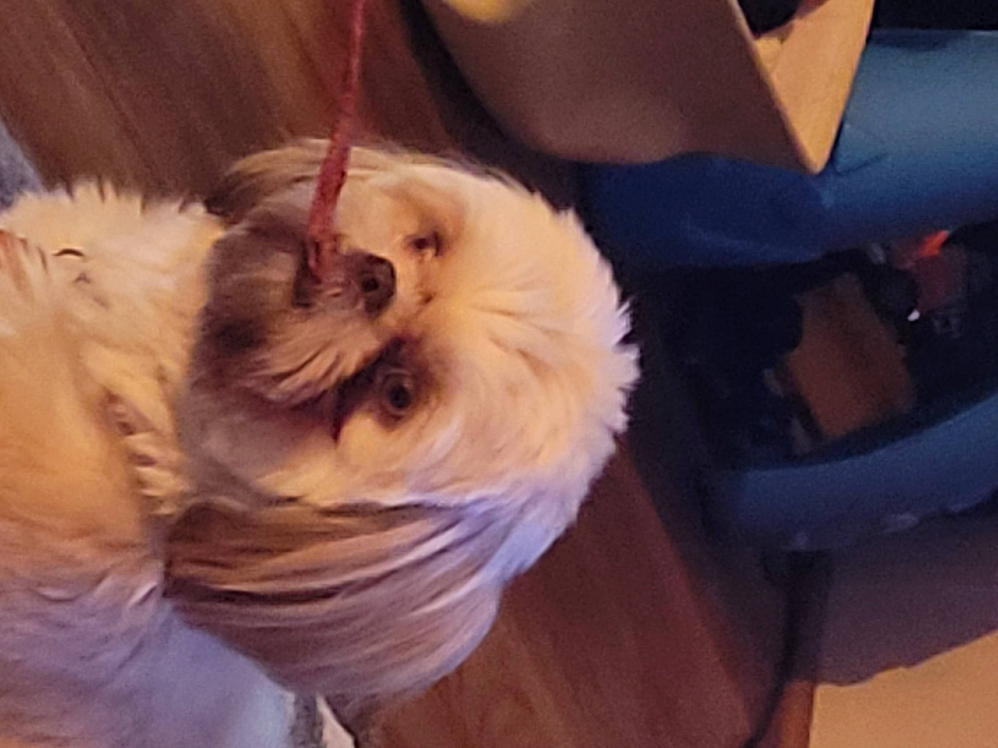 Cinnamon joined the competition — help win amazing prizes! canidae, carnivore, chair, comfort, companion_dog, dog_breed, fawn, felidae, fur, glasses, hardwood, pet_supply, shih_tzu, small_to_medium_sized_cats, sporting_group, tail, terrestrial_animal, toy_dog, whiskers, wood